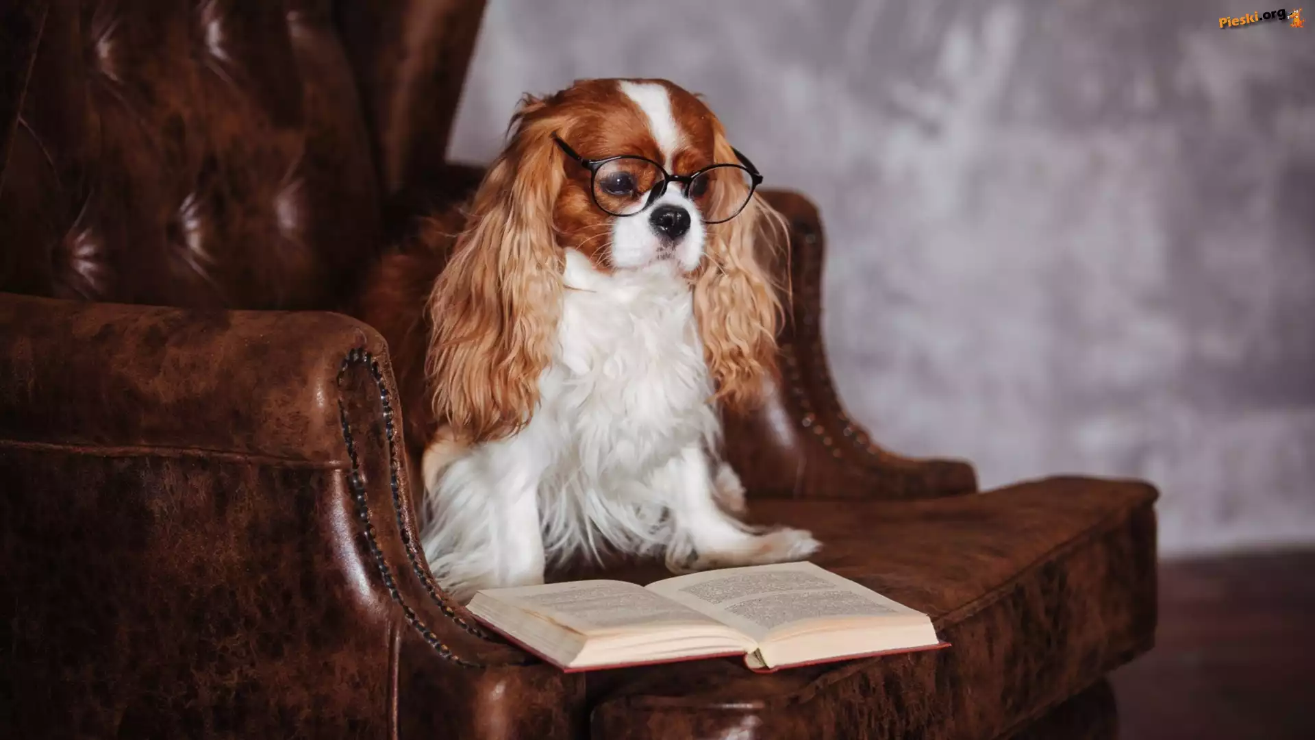 Fotel, Cavalier King Charles spaniel, Pies, Okulary, Książka