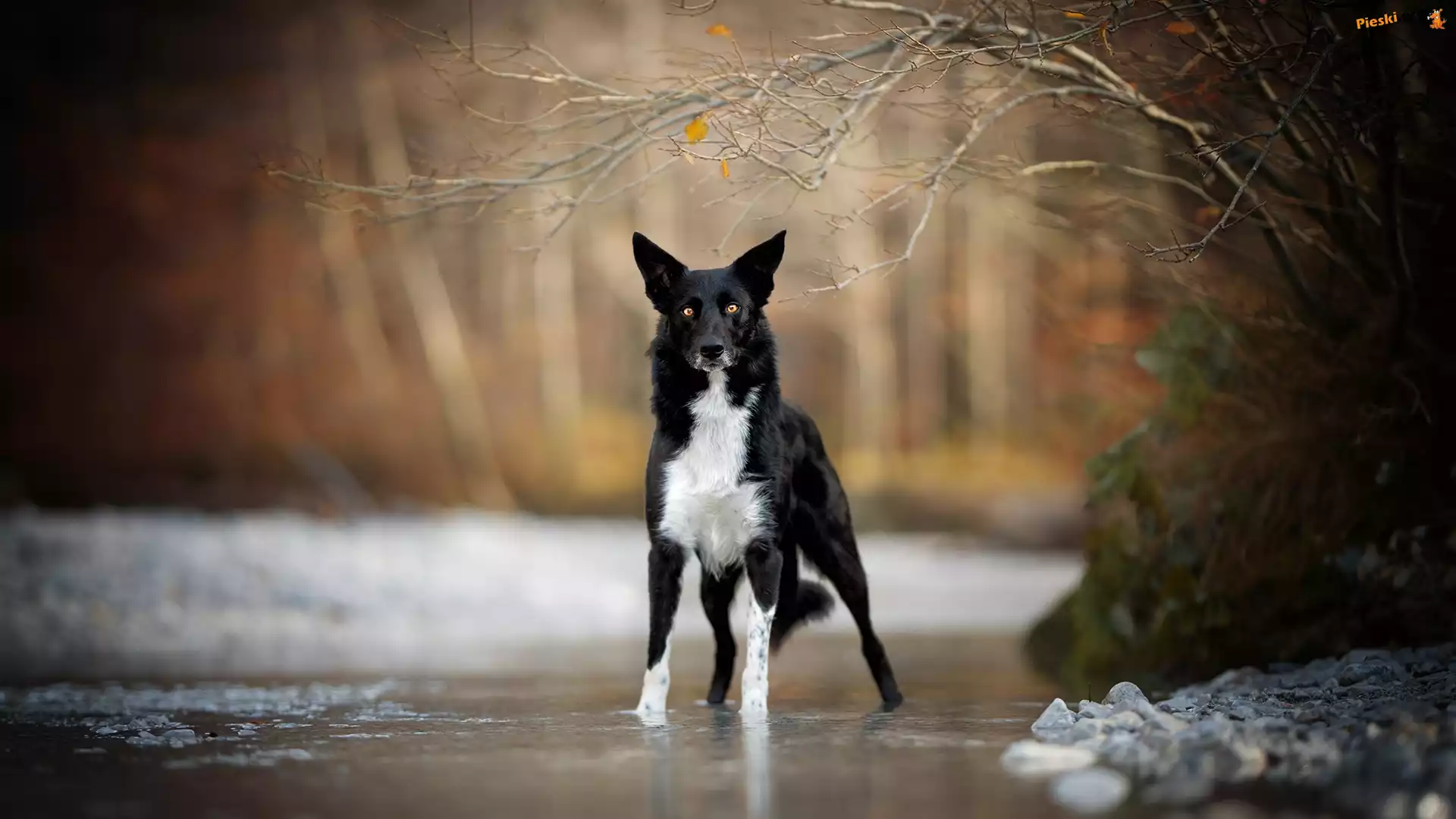 Drzewa, Border collie, Pies, Rzeka, Gałązki