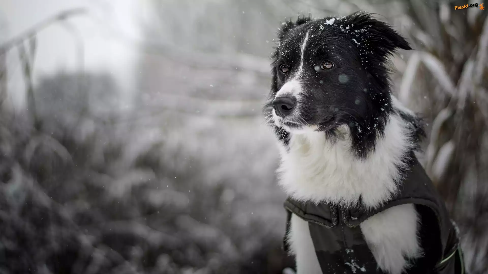 Pies, Rozmyte, Śnieg, Border collie, Mordka, Tło