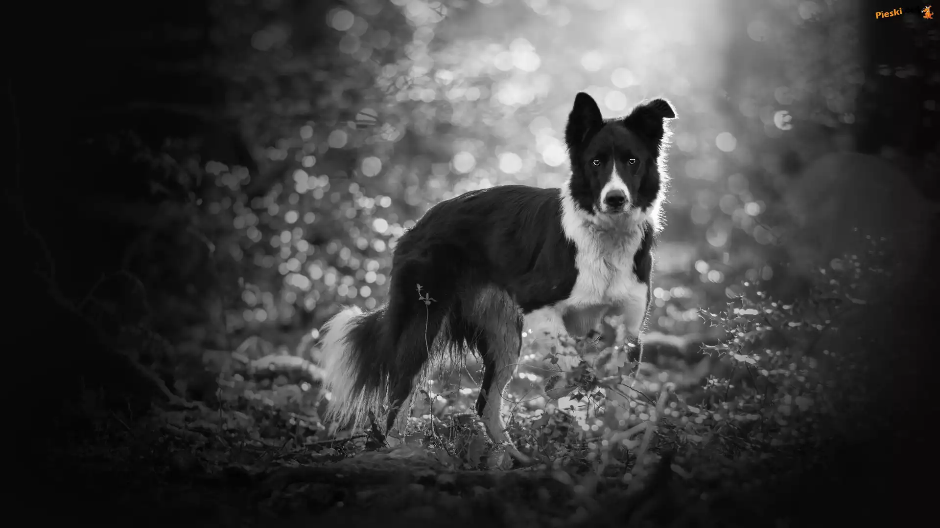 Rośliny, Pies, Border collie, Bokeh