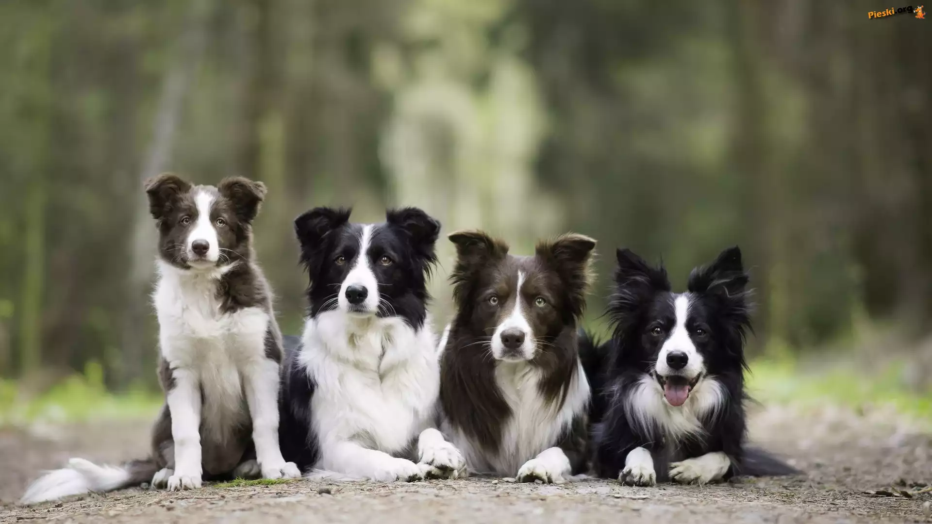 Border collie, Cztery, Psy, Alejka