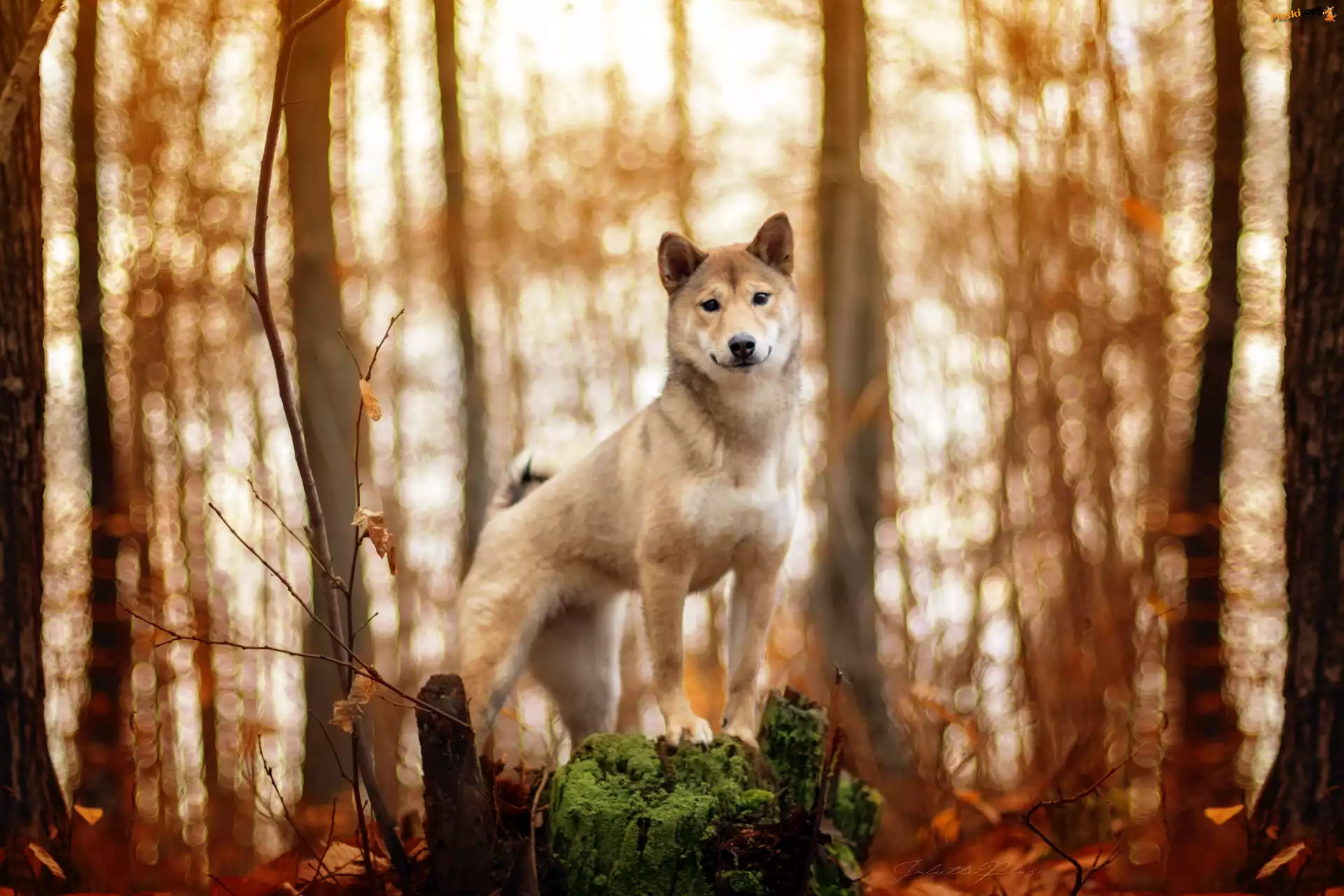 Drzewa, Pies, Shiba inu, Las