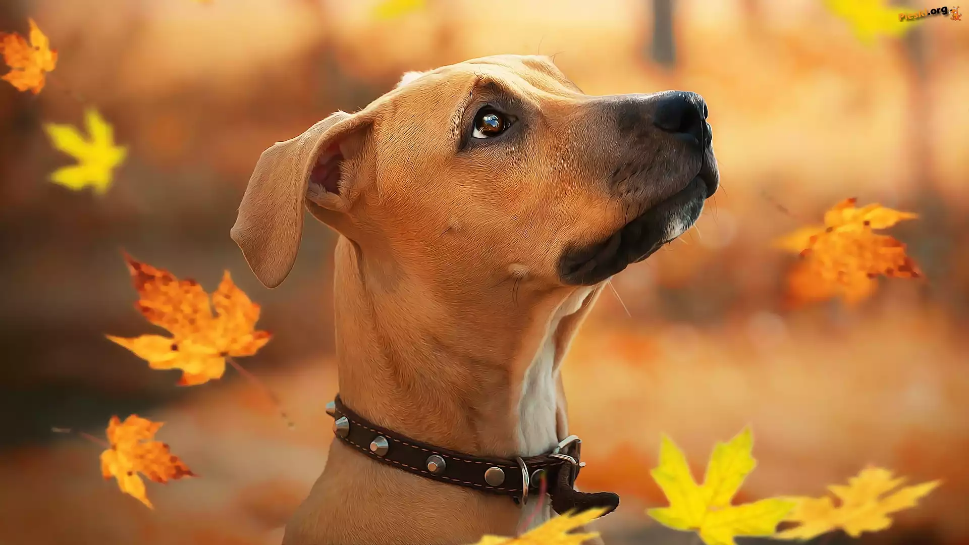 Pies, Liście, Spadające, Szczeniak, Rhodesian ridgeback, Grafika