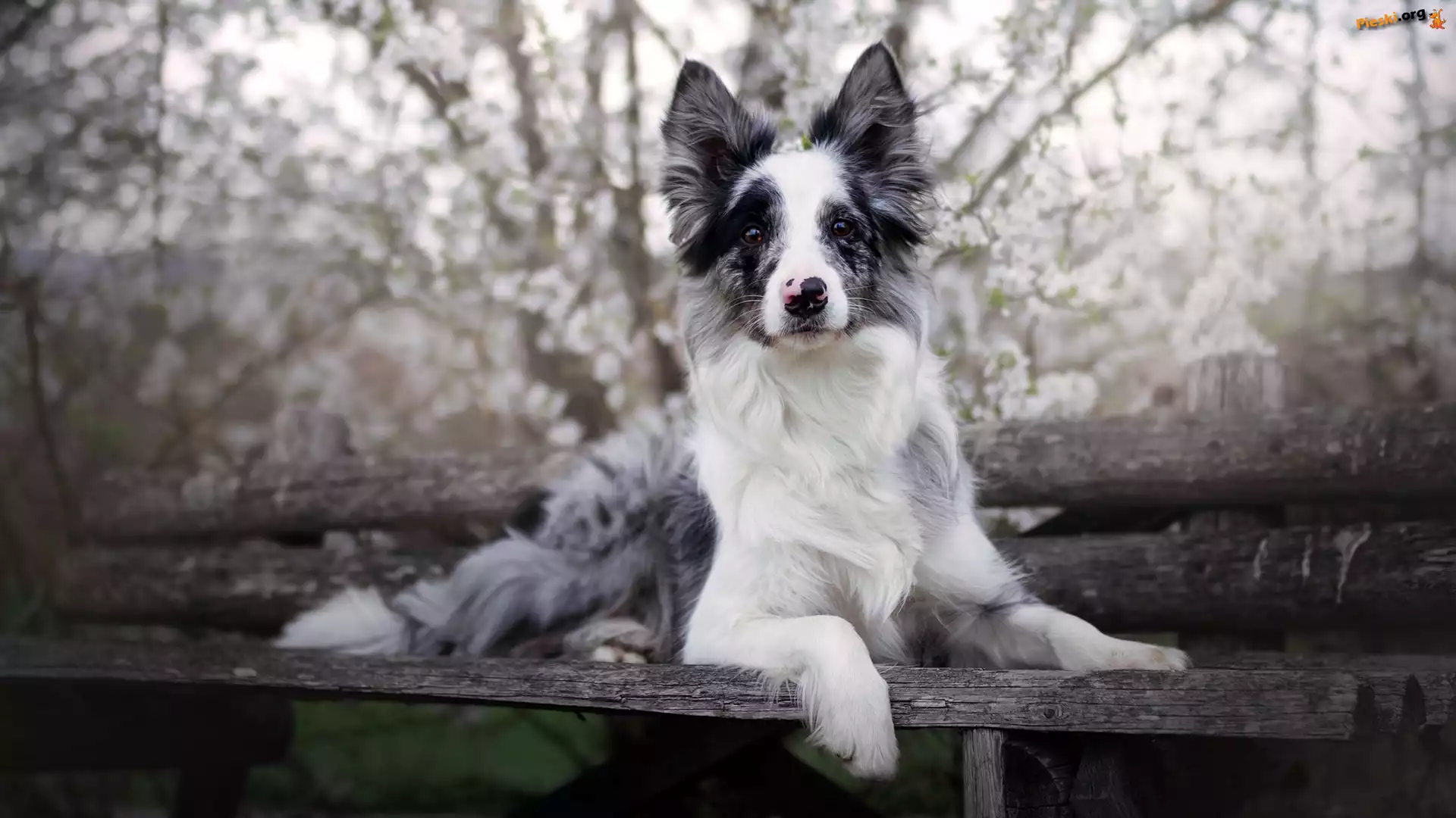 Mordka, Pies, Border collie, Ławka