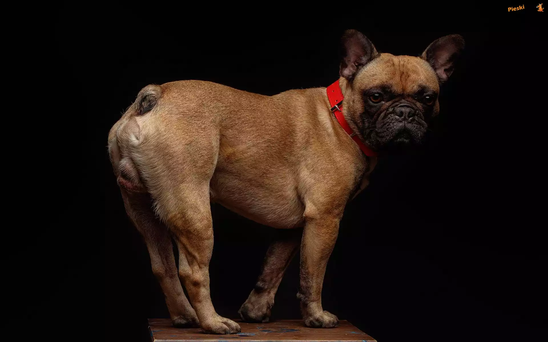 Czerwona, Pies, Buldog francuski, Obroża