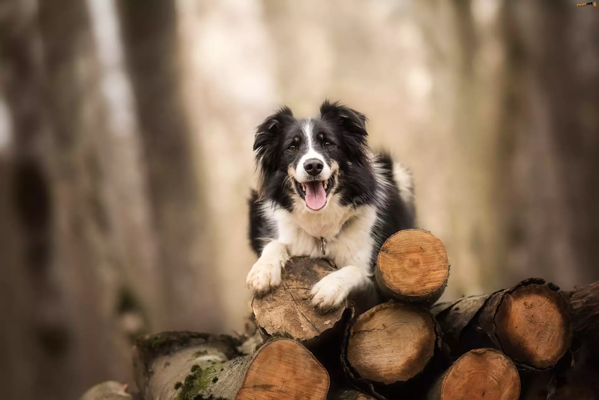 Drzewo, Border collie, Pies, Pocięte, Bale