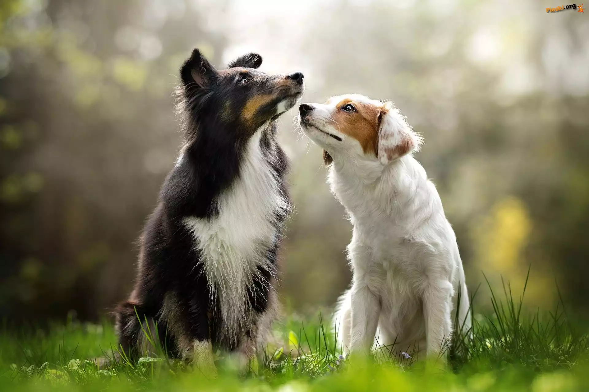 Border collie, Dwa, Psy, Trawa