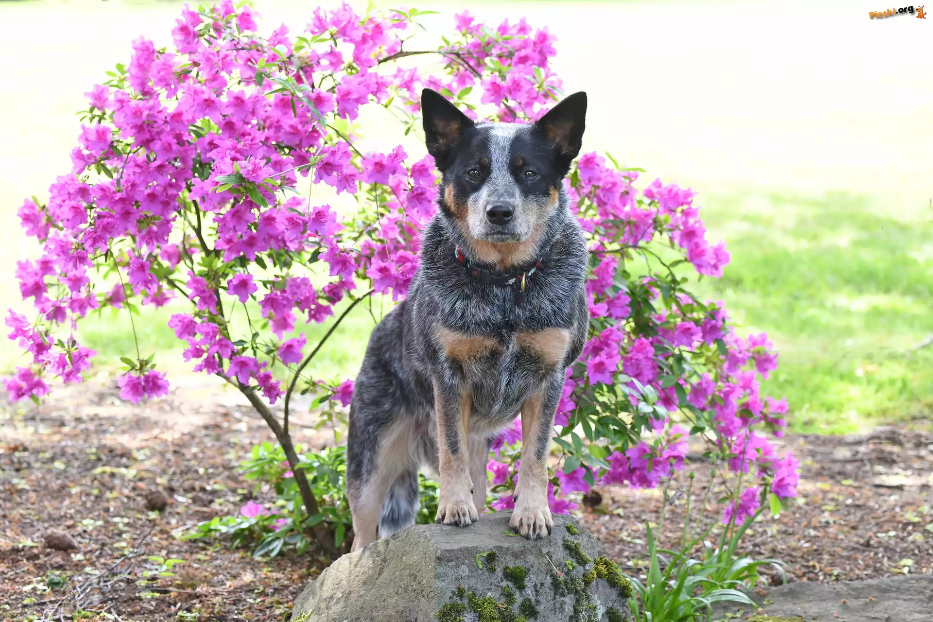Kwiaty, Australian cattle dog, Pies, Obroża, Różanecznik