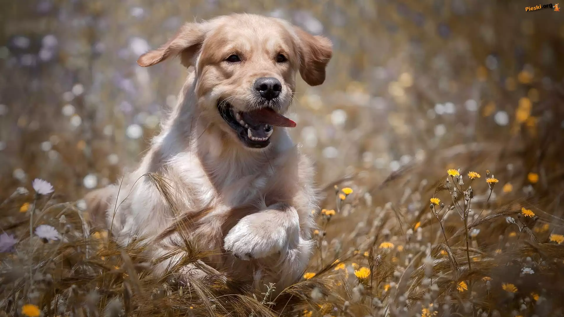Łąka, Szczeniak, Golden retriever, Kwiaty