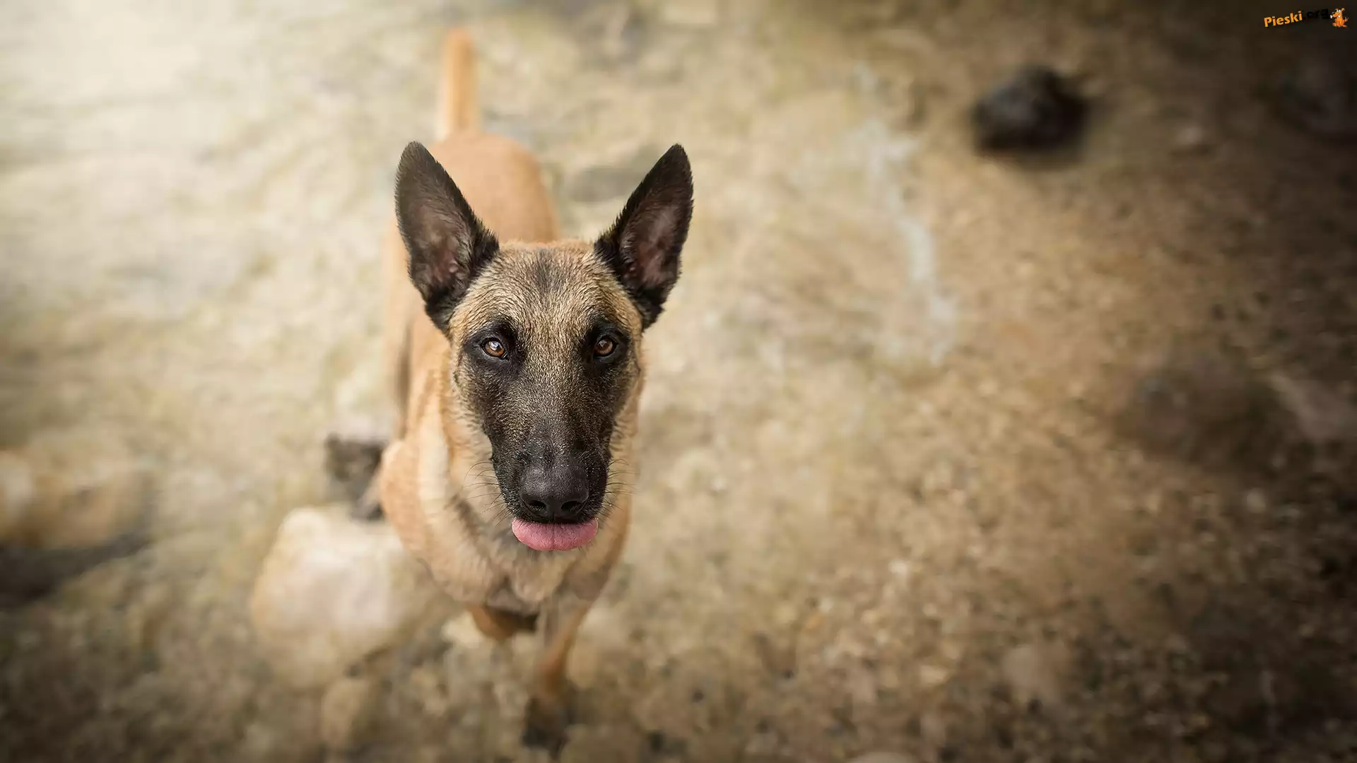 Pies, Owczarek belgijski Malinois