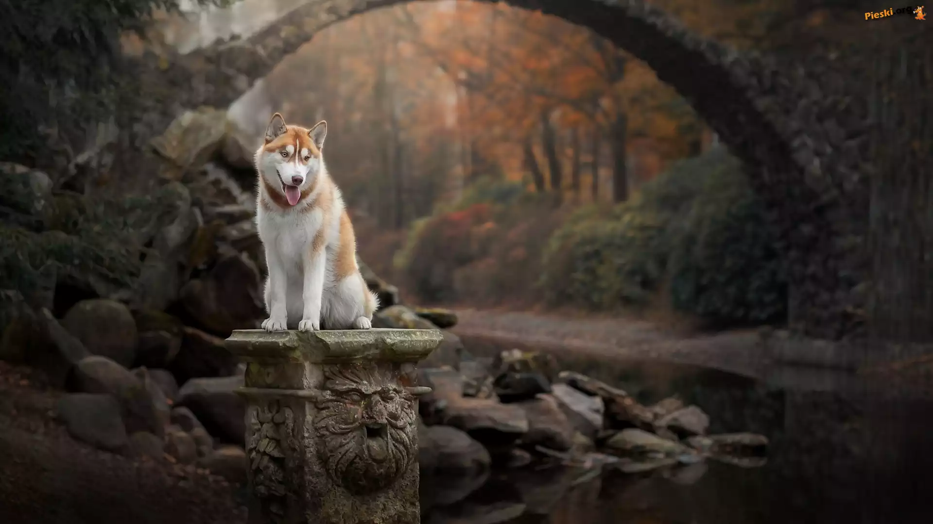 Pies, Mostek, Kamienie, Siberian husky, Postument, Potok