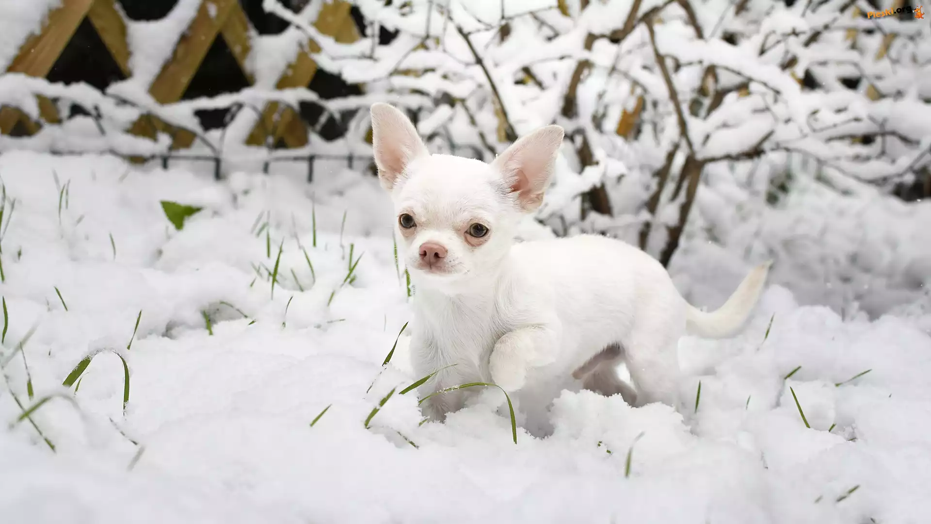 Śnieg, Pies, Chihuahua krótkowłosa, Krzew