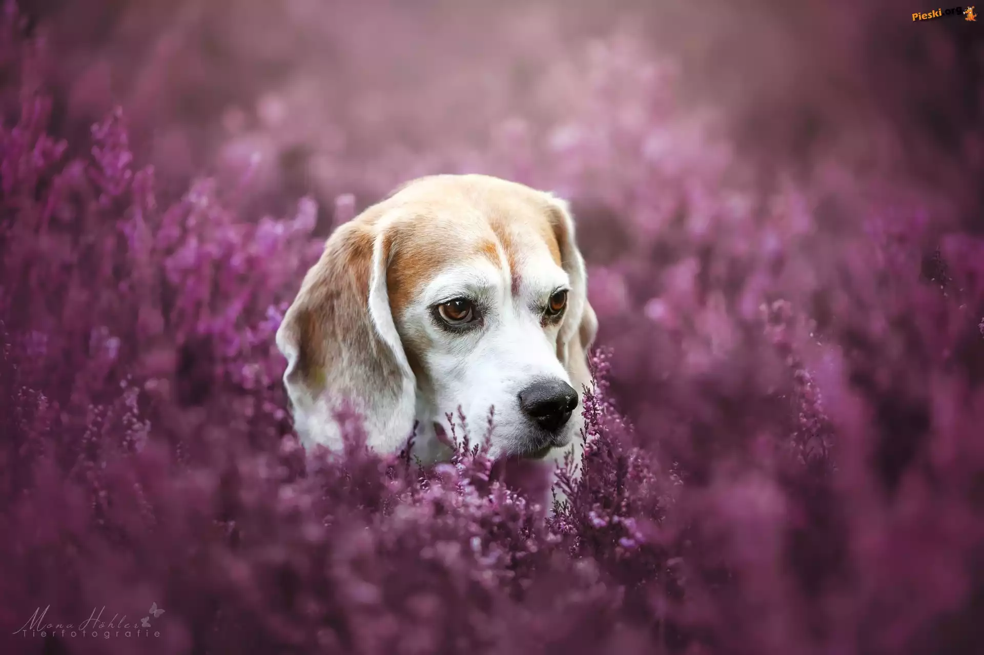 Pies, Beagle, Wrzosy