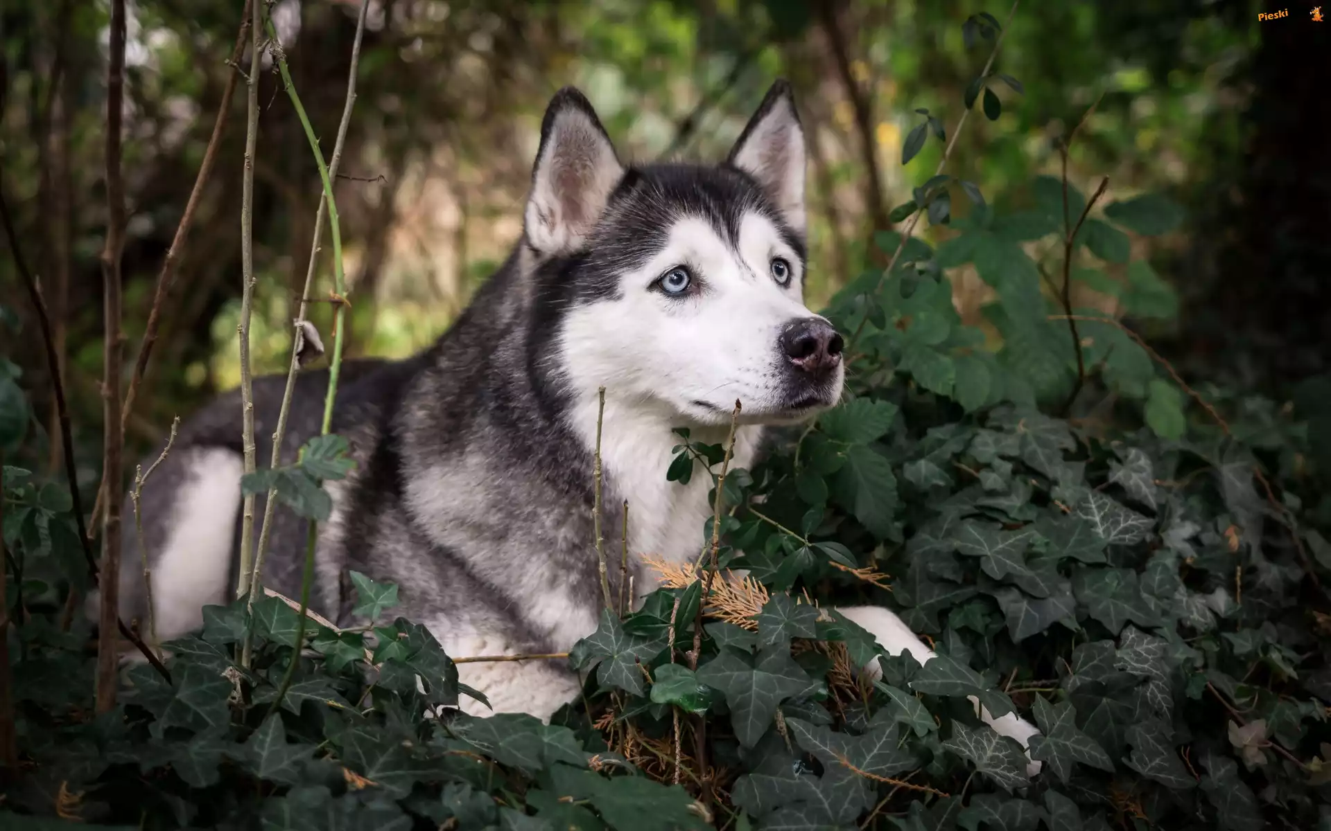 Gałązki, Siberian husky, Rośliny, Bluszcz