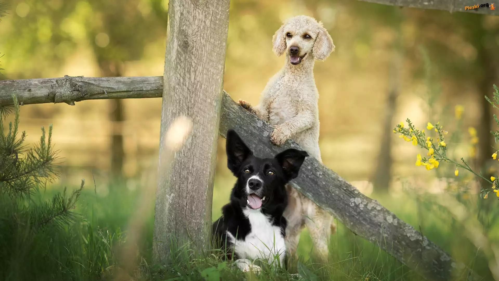Trawa, Psy, Kwiaty, Pudel, Border collie, Płot, Rośliny