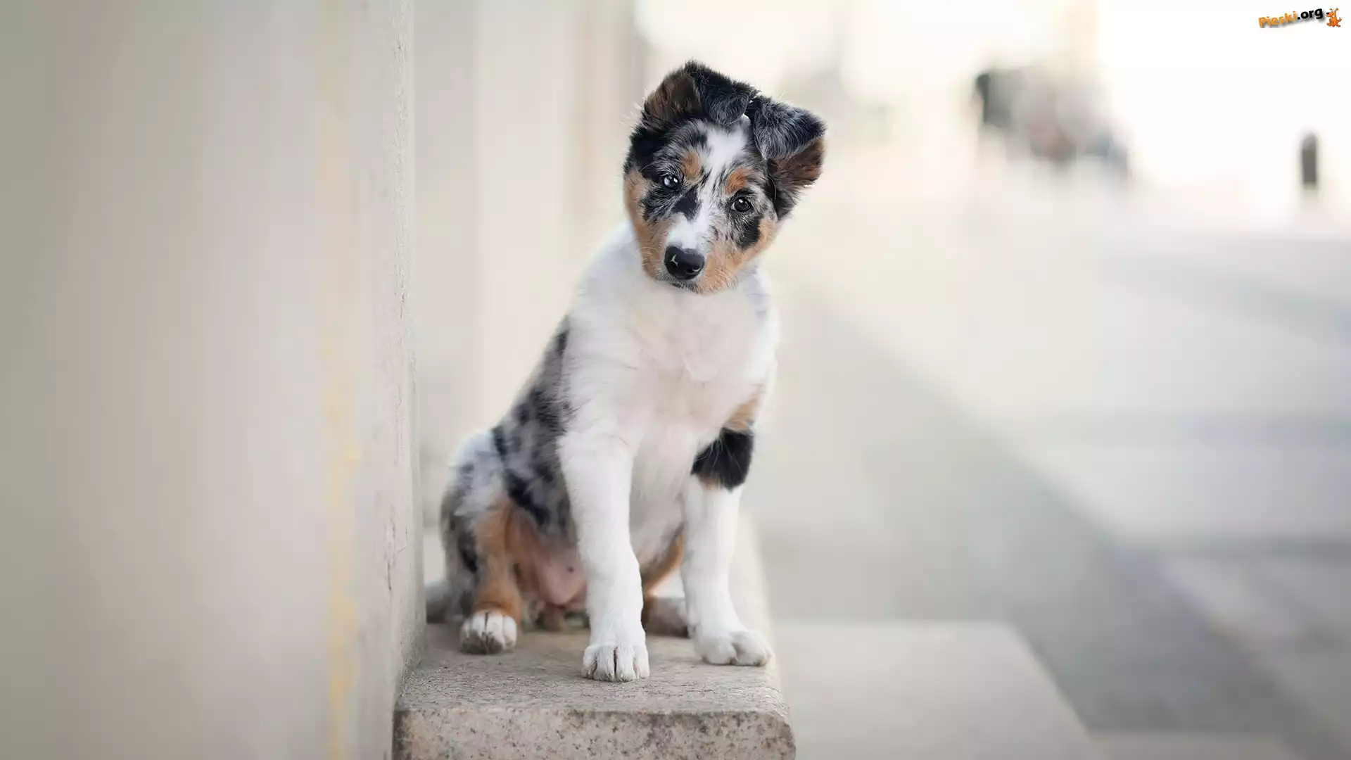 Border collie, Pies, Szczeniak, Murek