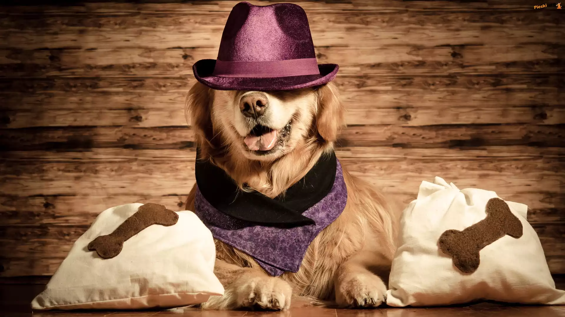 Pies, Poduszki, Chusta, Golden retriever, Kapelusz, Śmieszne