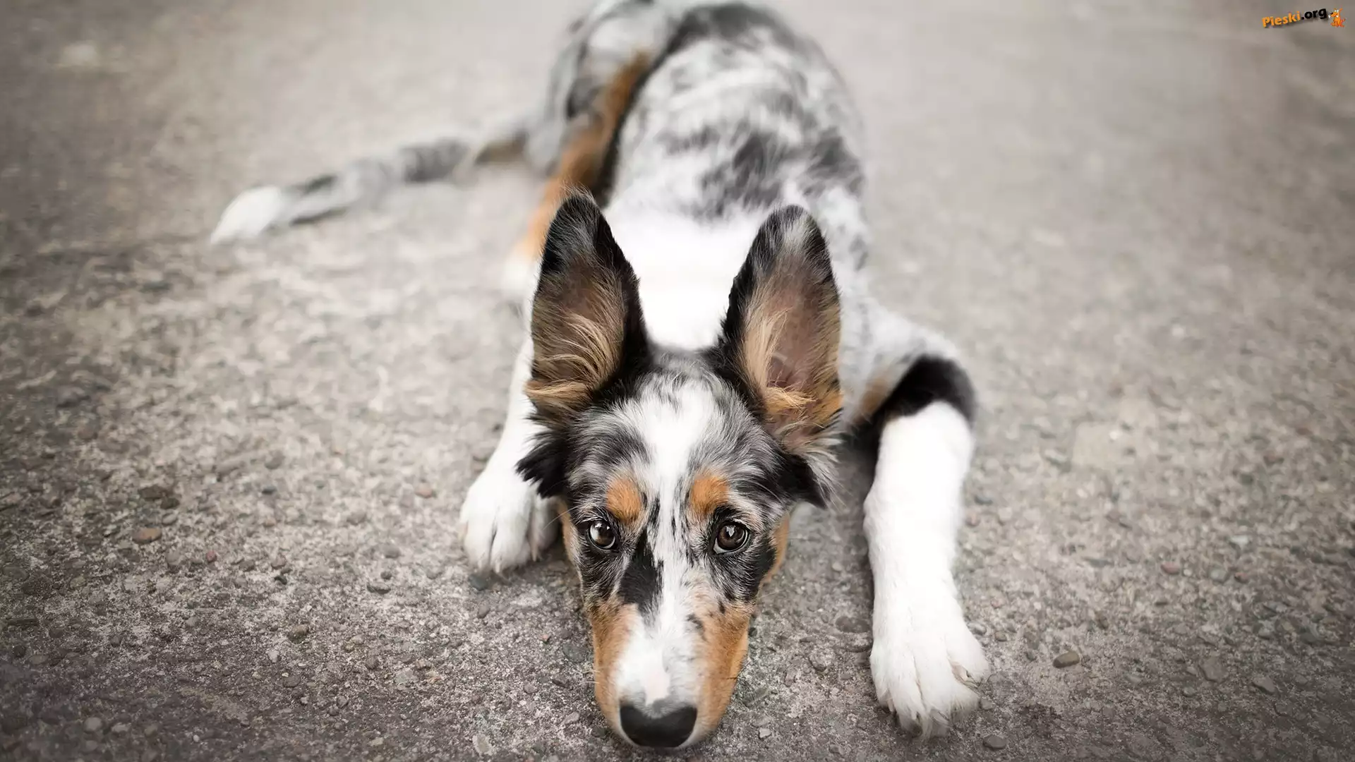 Border collie, Pies, Leżący, Mordka