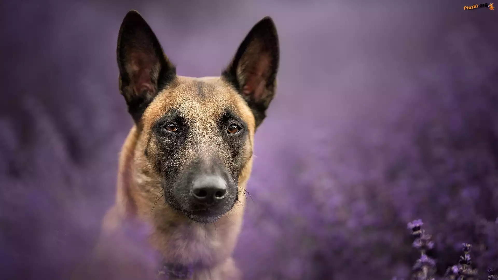 Rozmyte, Owczarek belgijski Malinois, Pies, Mordka, Tło