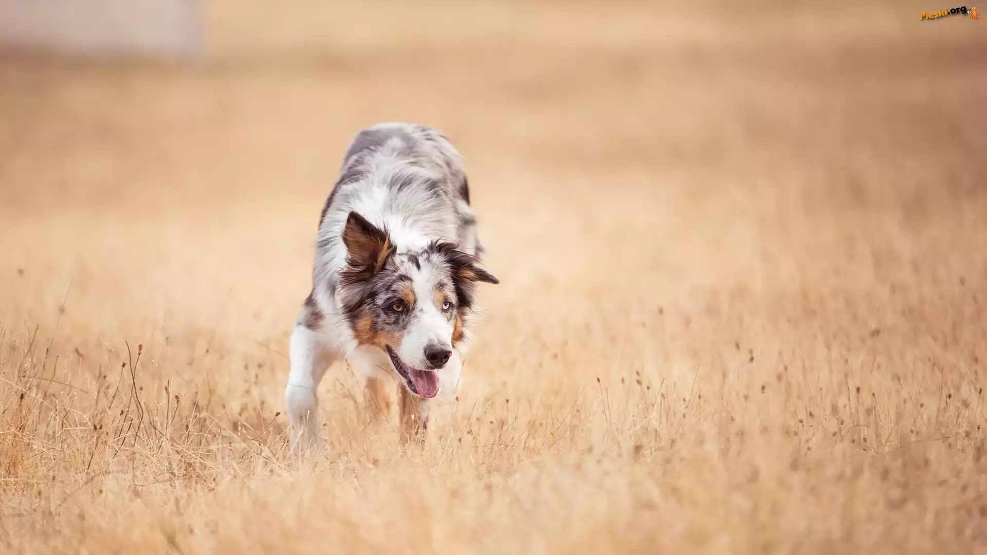 Łąka, Pies, Border collie, Trawy