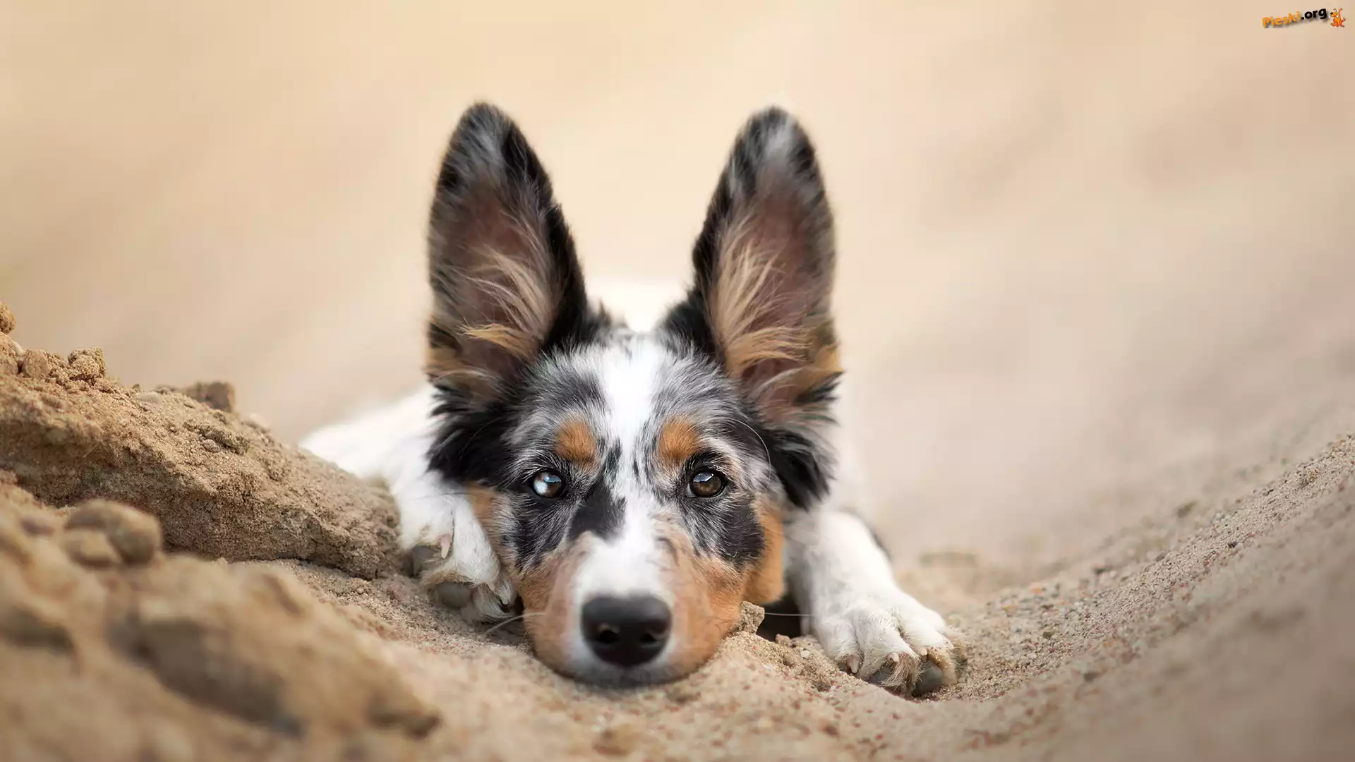 Mordka, Pies, Border collie, Piasek