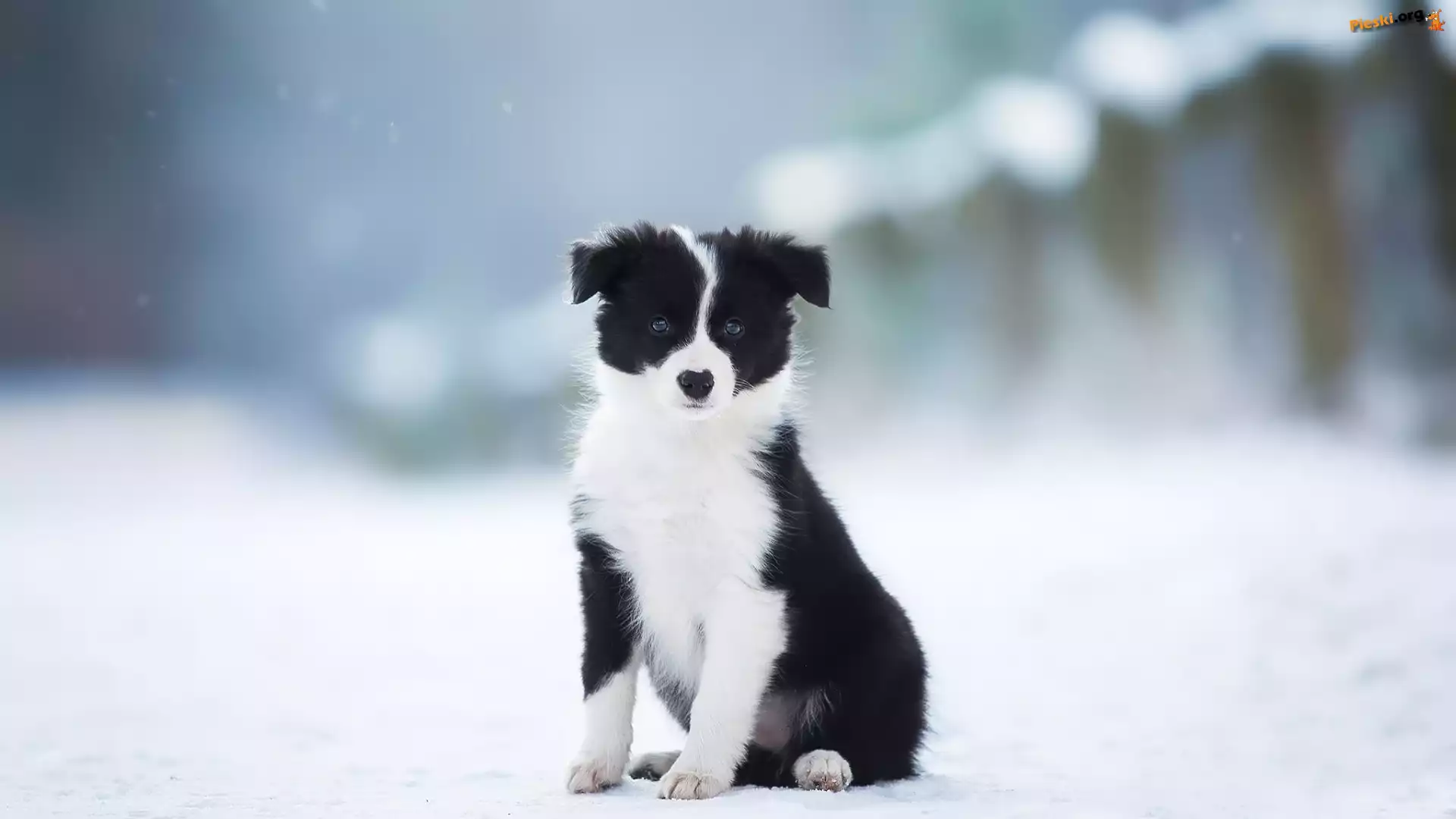 Border collie, Szczeniak, Pies, Czarno-biały, Zima
