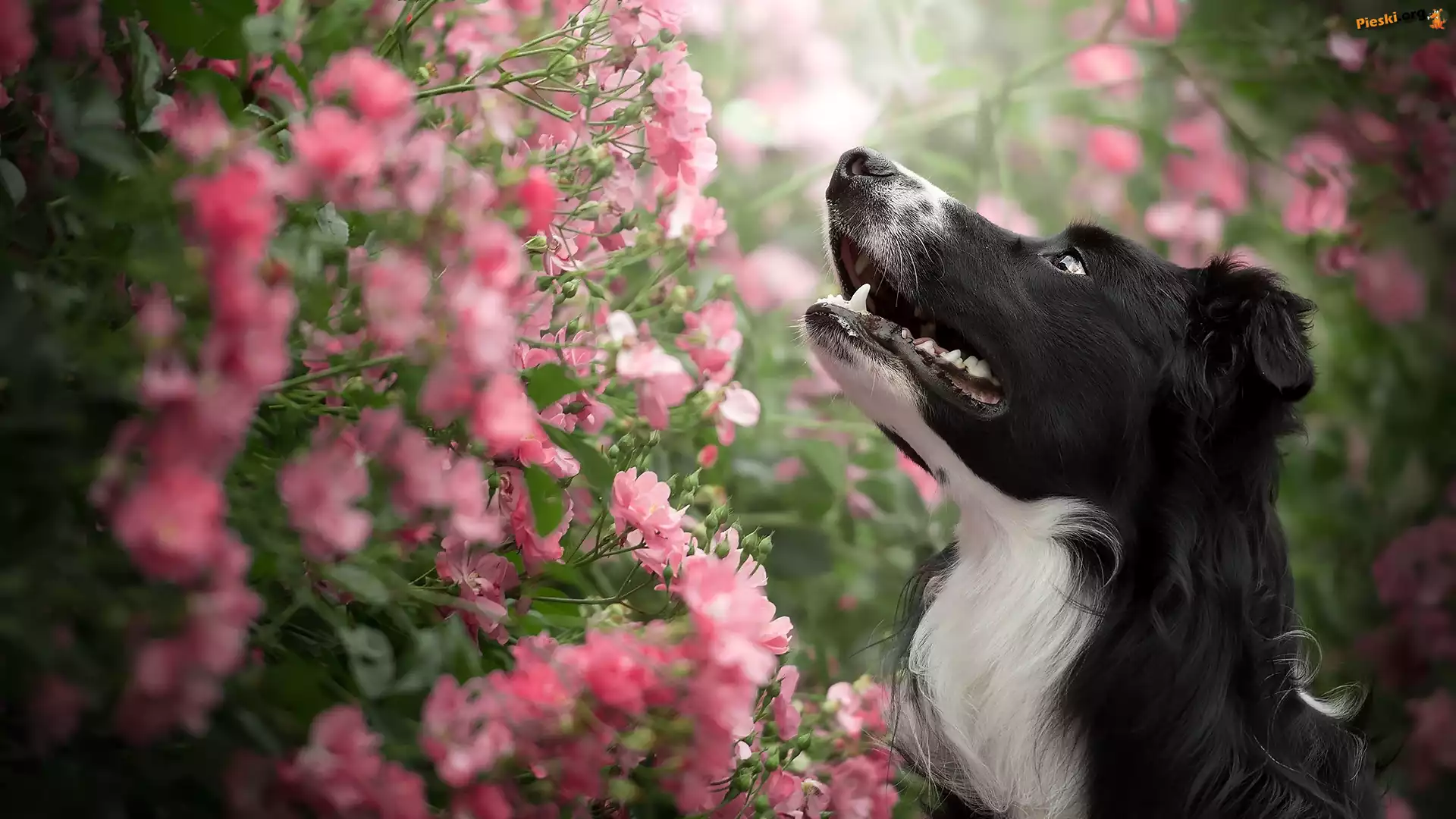 Różowe, Border collie, Pies, Krzew, Kwiatki