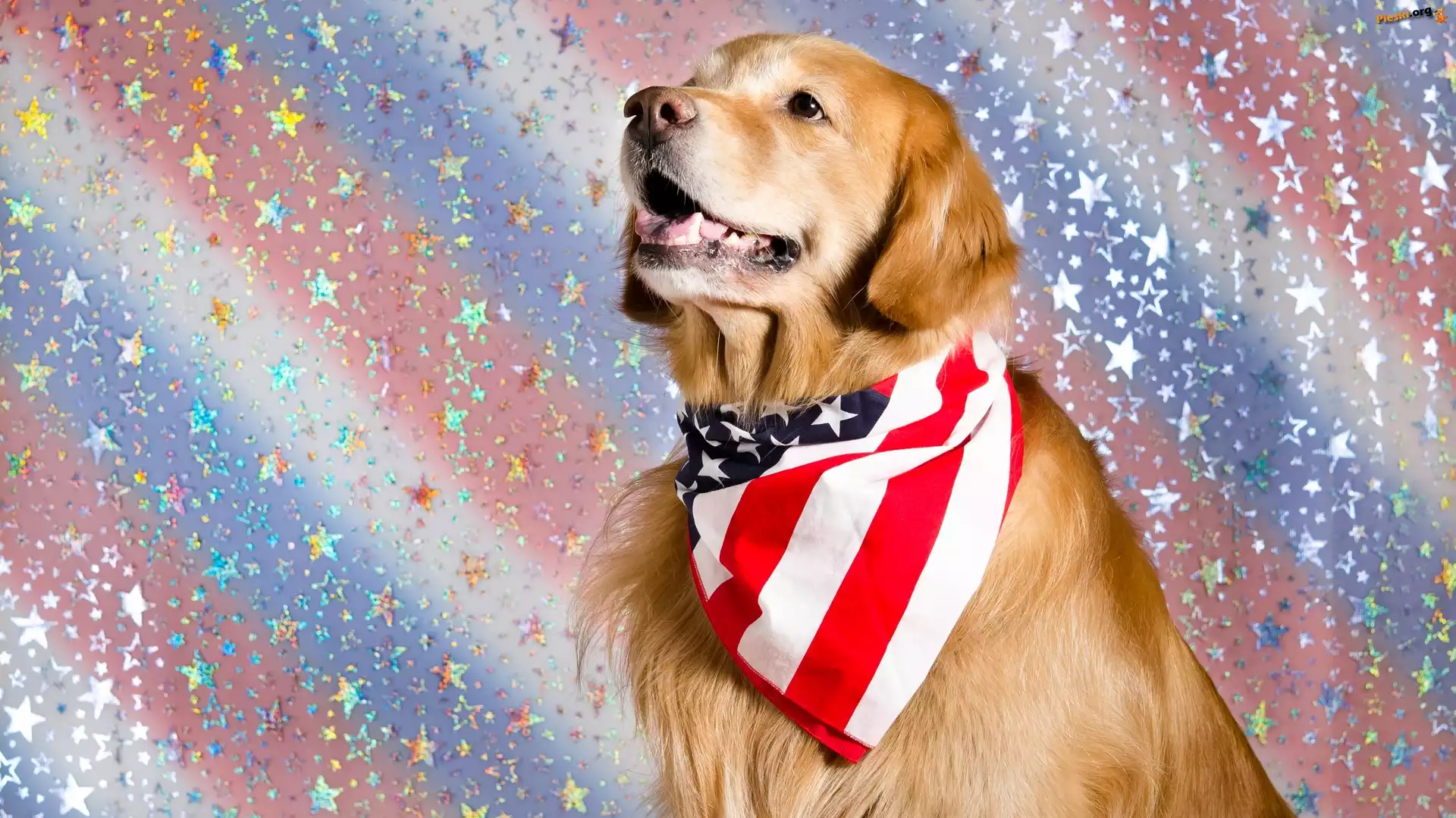 Chusta, Golden retriever, Pies, Mordka, Kolorowe tło