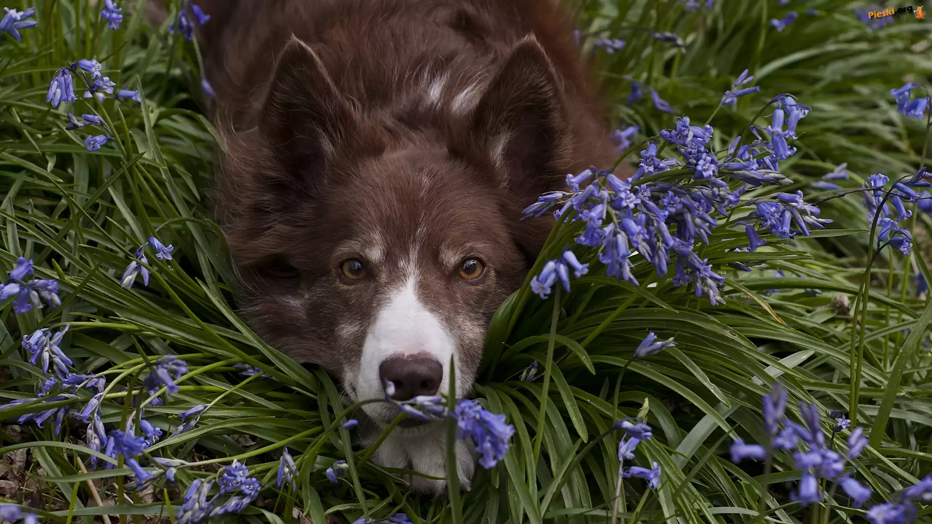 Mordka, Pies, Leżący, Border collie, Kwiaty