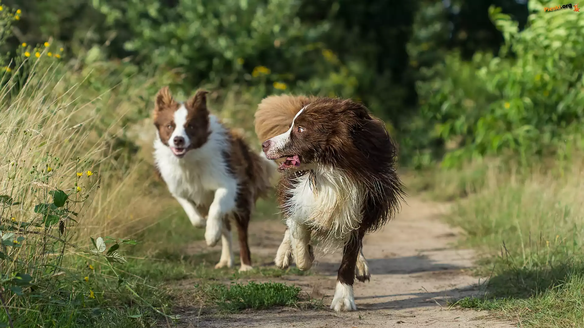 Trawy, Biegnące, Psy, Border collie, Ścieżka