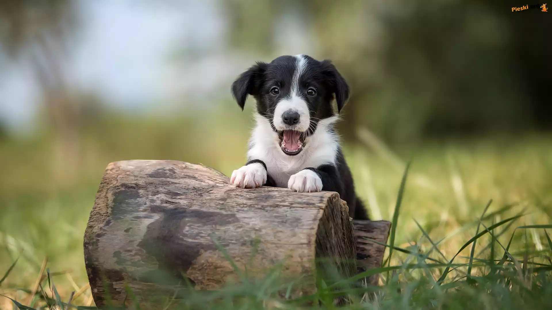 pieniek-border-collie-szczeniak-pyszczek-trawa