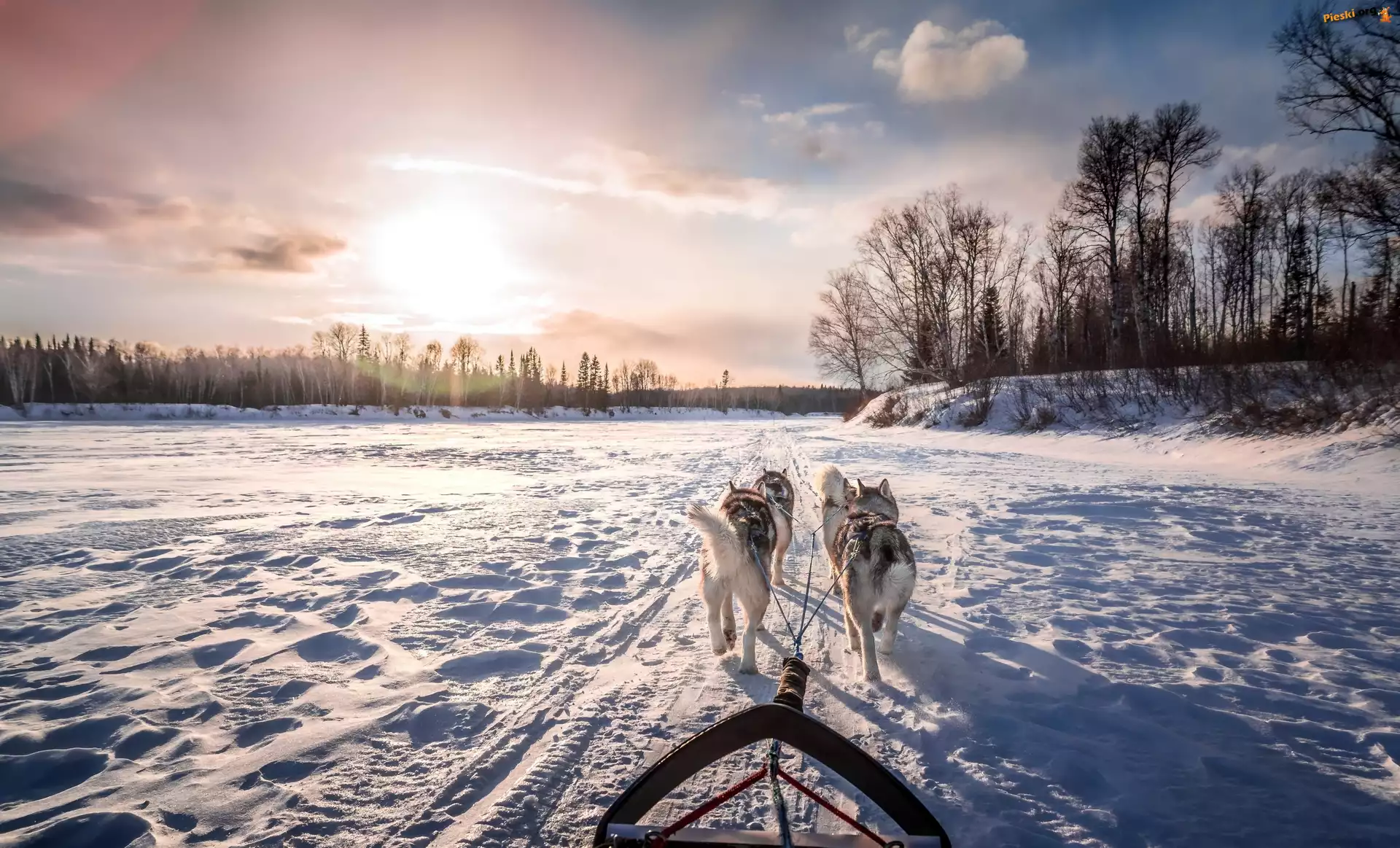 Siberian husky, Zima, Psy, Zaprzęg