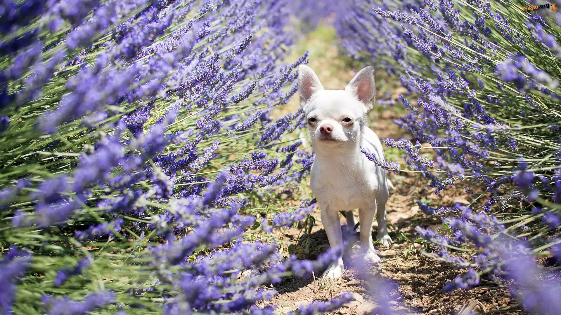 Pies, Chihuahua krótkowłosa, Lawenda