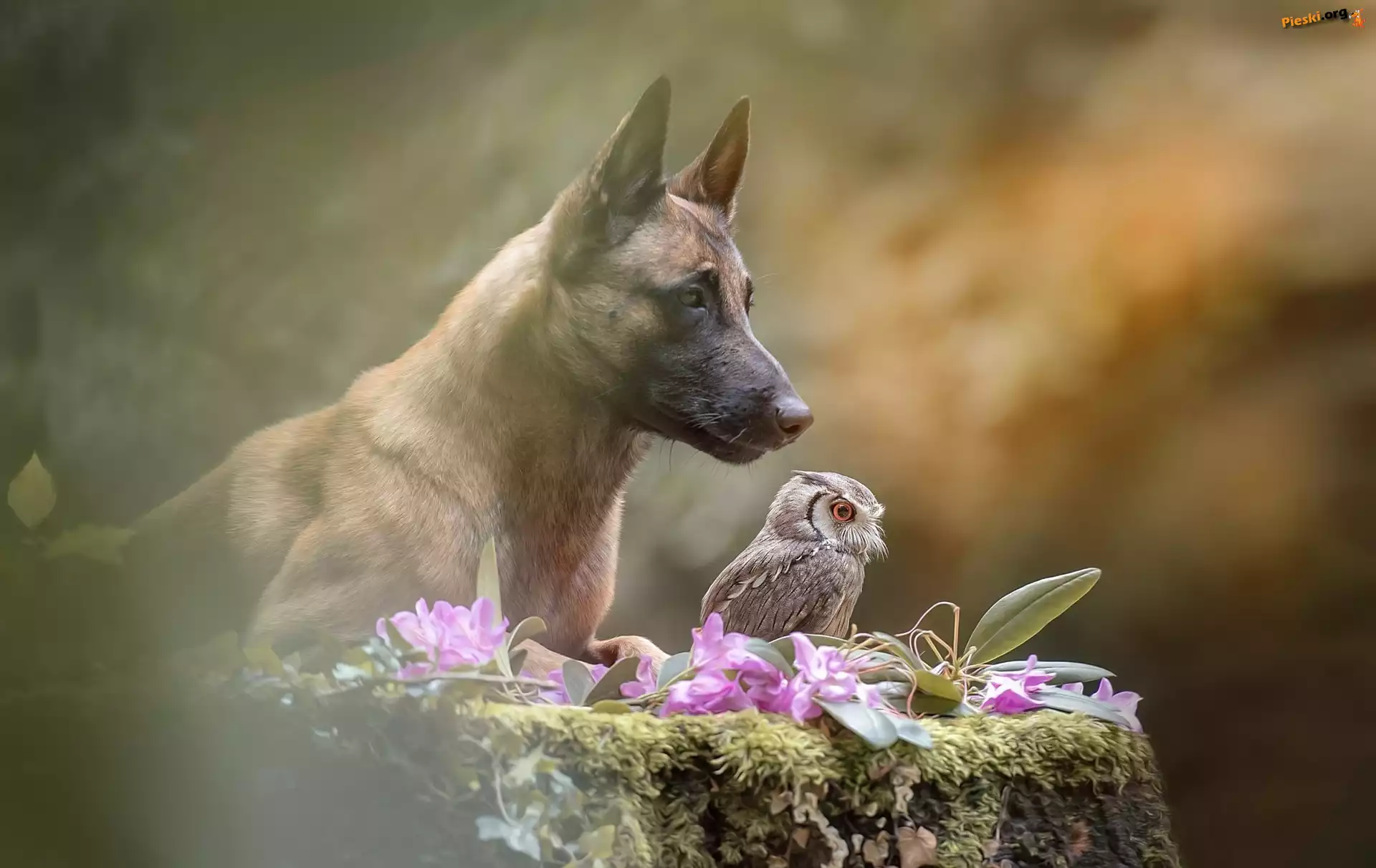 Sowa, Pies, Owczarek belgijski Malinois, Syczek