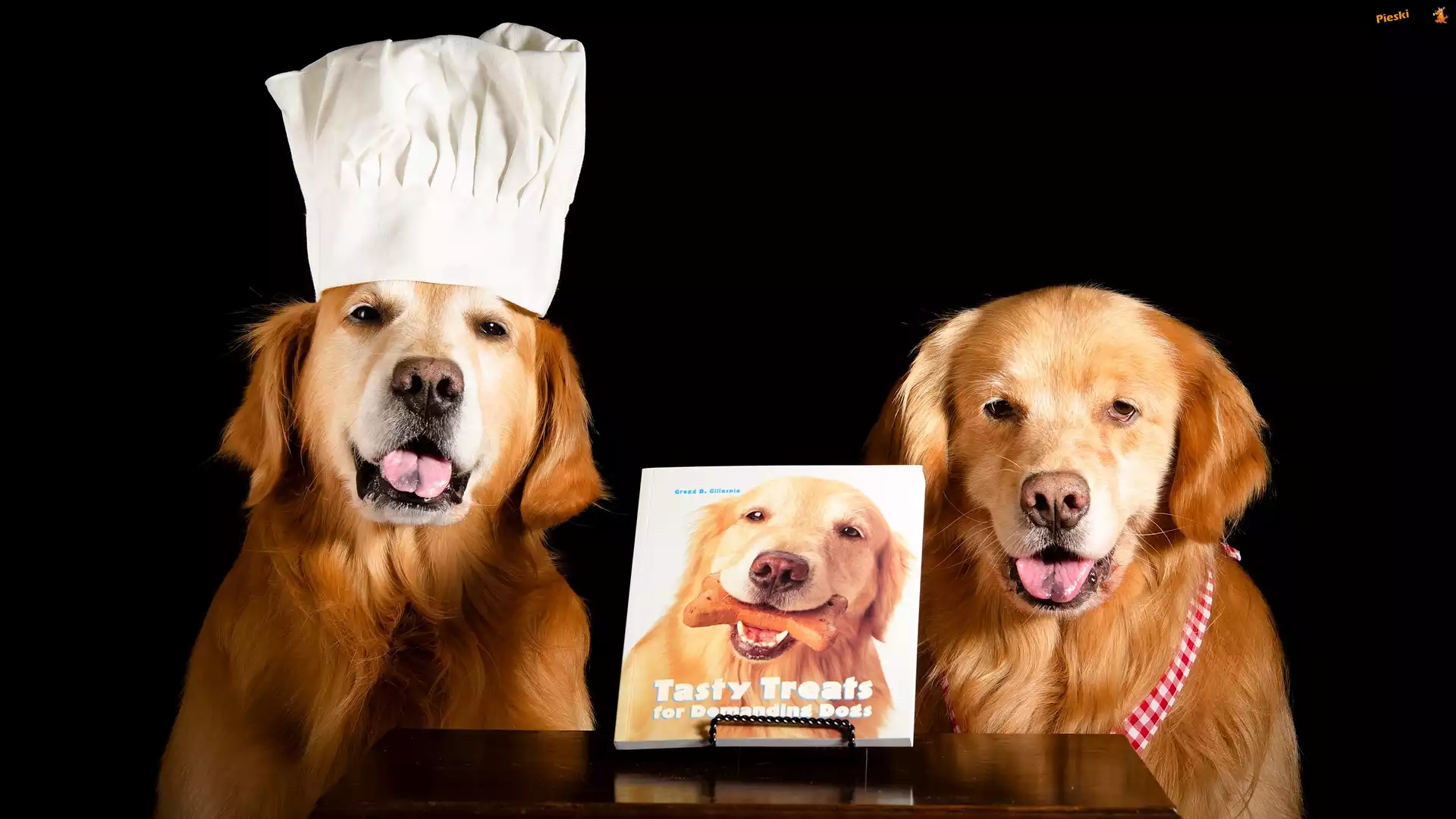 Dwa, Stolik, Książka, Golden retrievery, Czapka, Ciemne tło