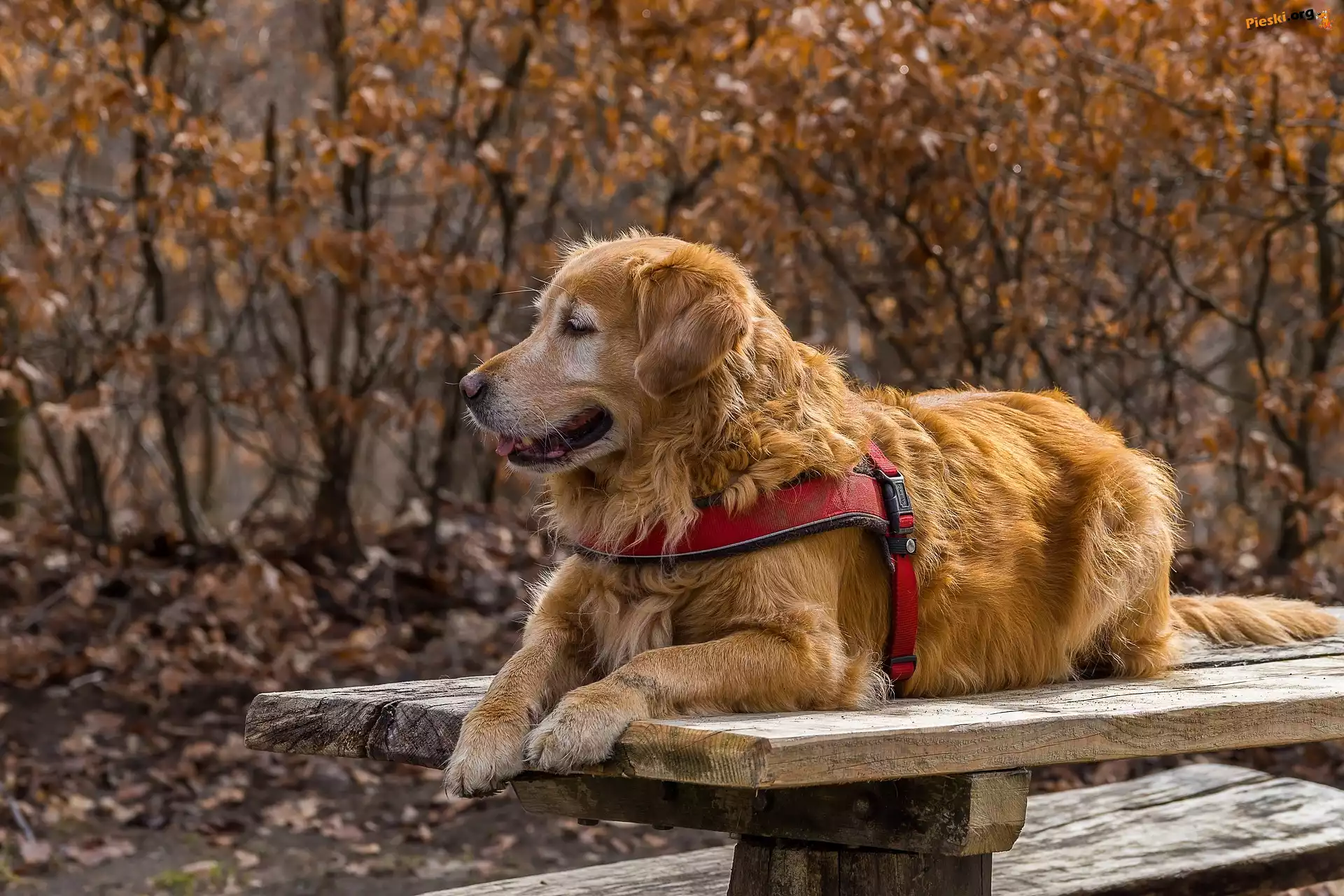 Ławka, Pies, Golden retriever, Szelki