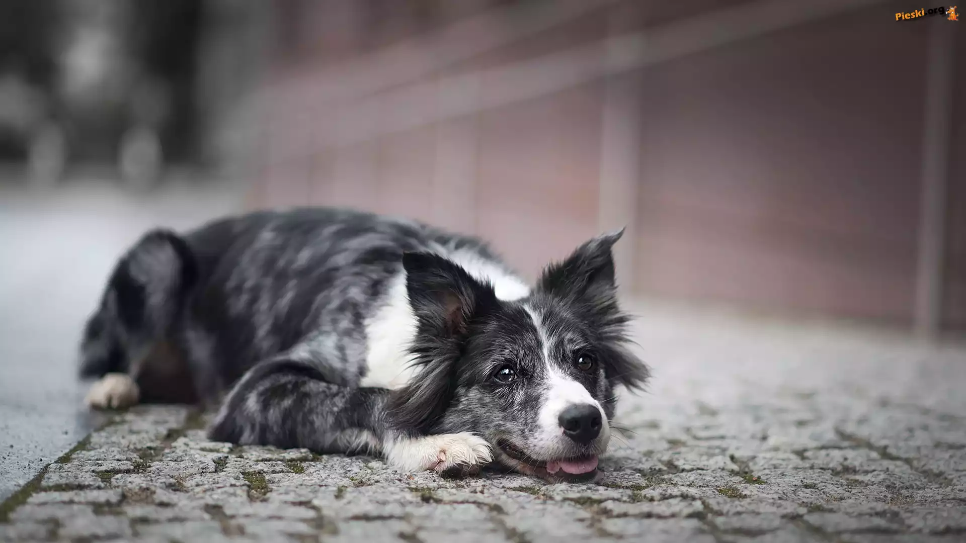 Mordka, Pies, Border collie, Bruk