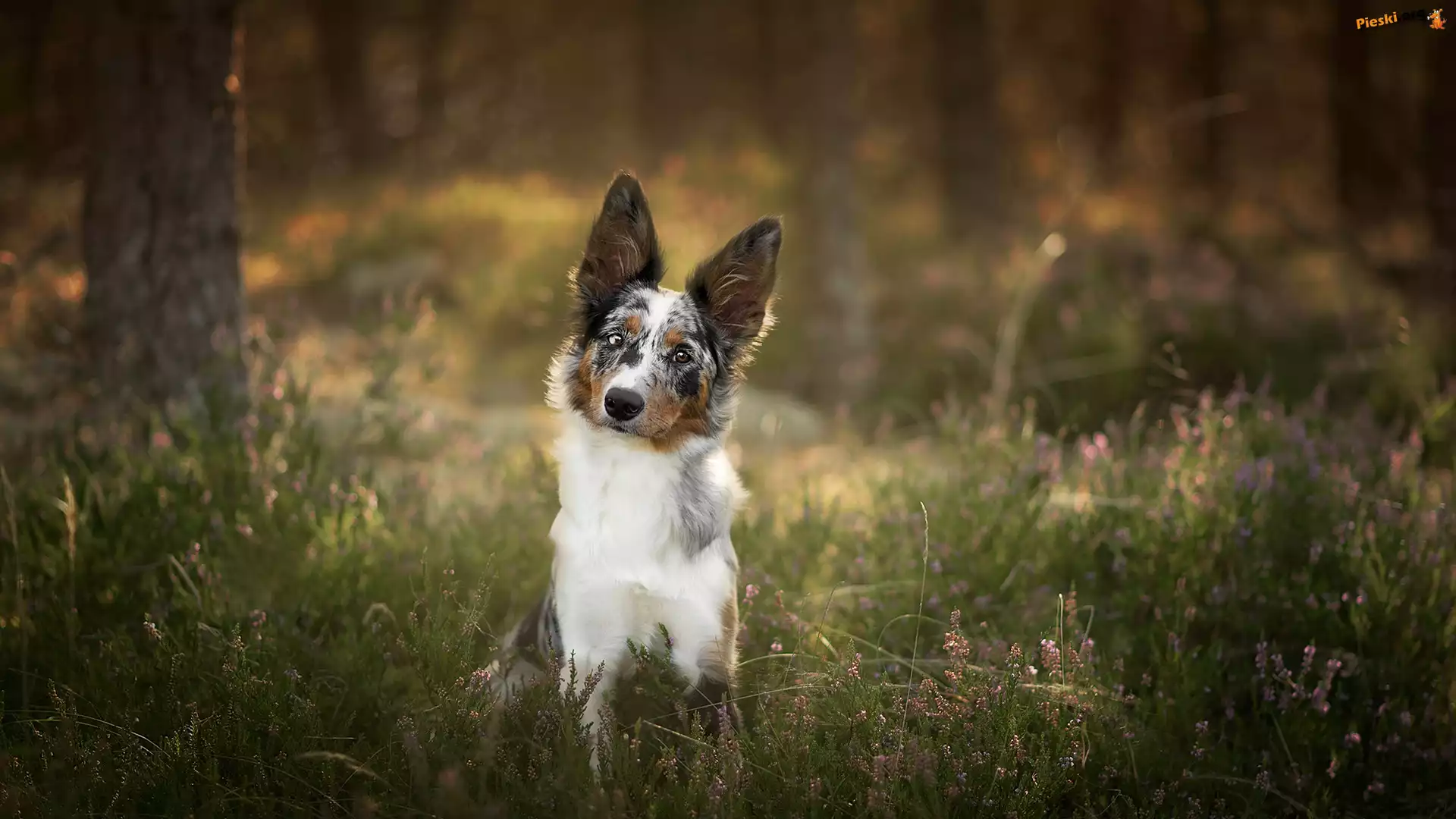 Drzewa, Pies, Border collie, Wrzos