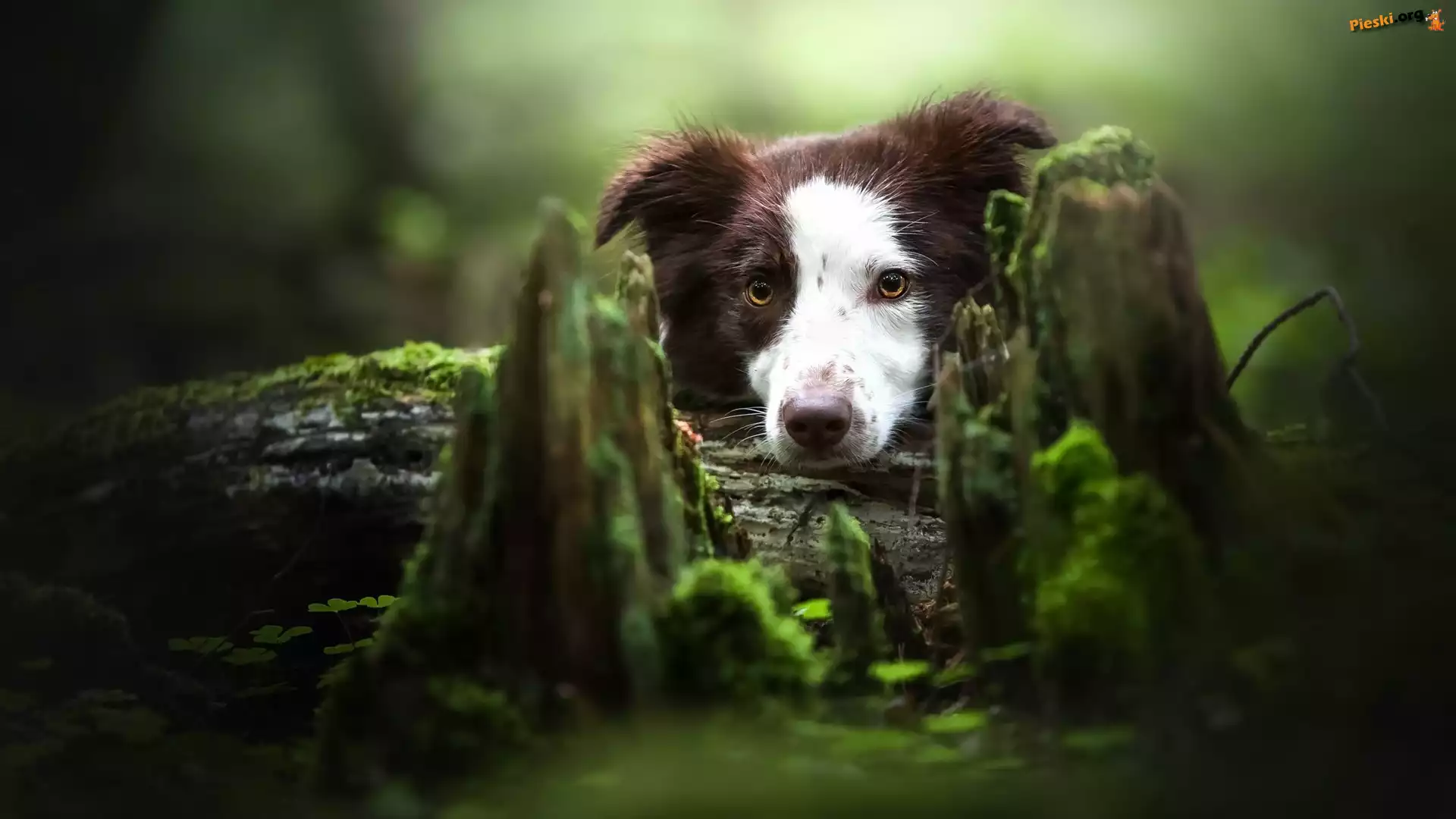 Pień, Biało-brązowy, Border collie, Spróchniały, Mech