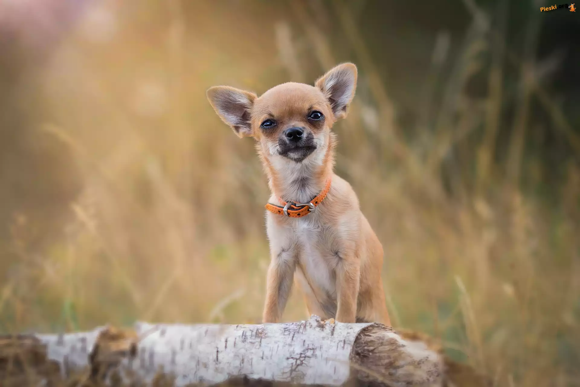 Pomarańczowa, Chihuahua, Piesek, Obroża