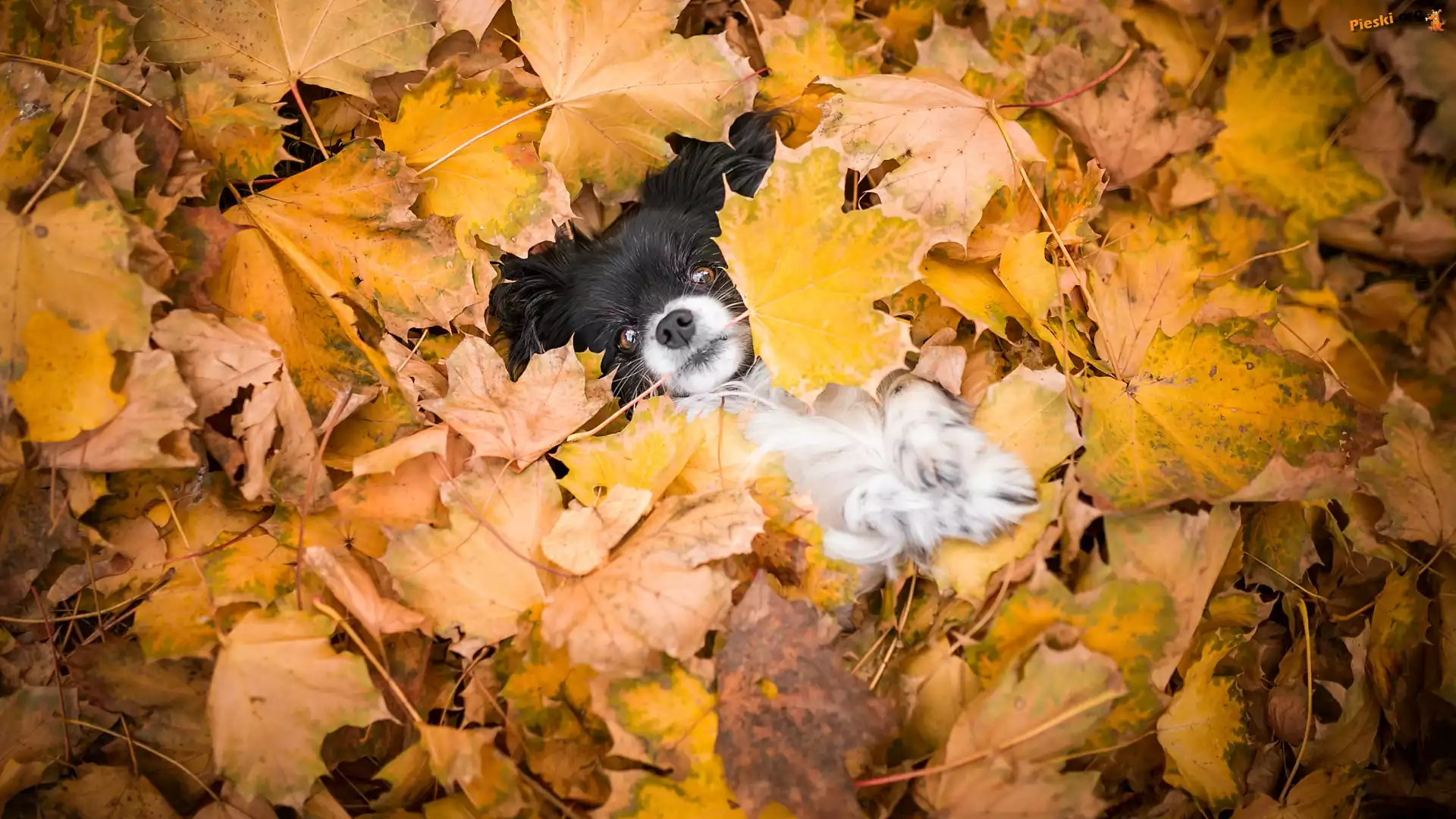Mordka, Pies, Spaniel kontynentalny miniaturowy Papillon, Liście