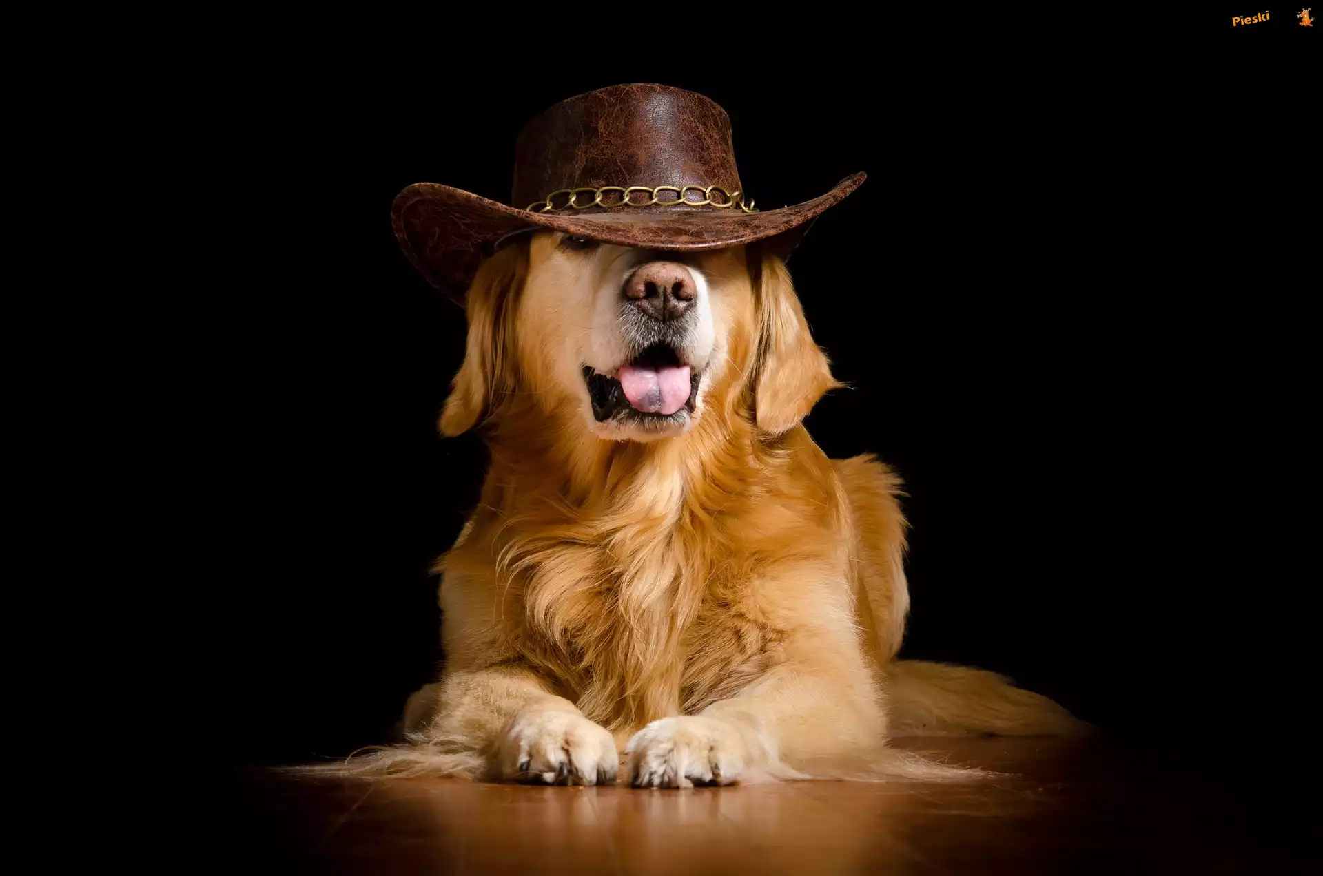 Golden retriever, Śmieszne, Pies, Kapelusz