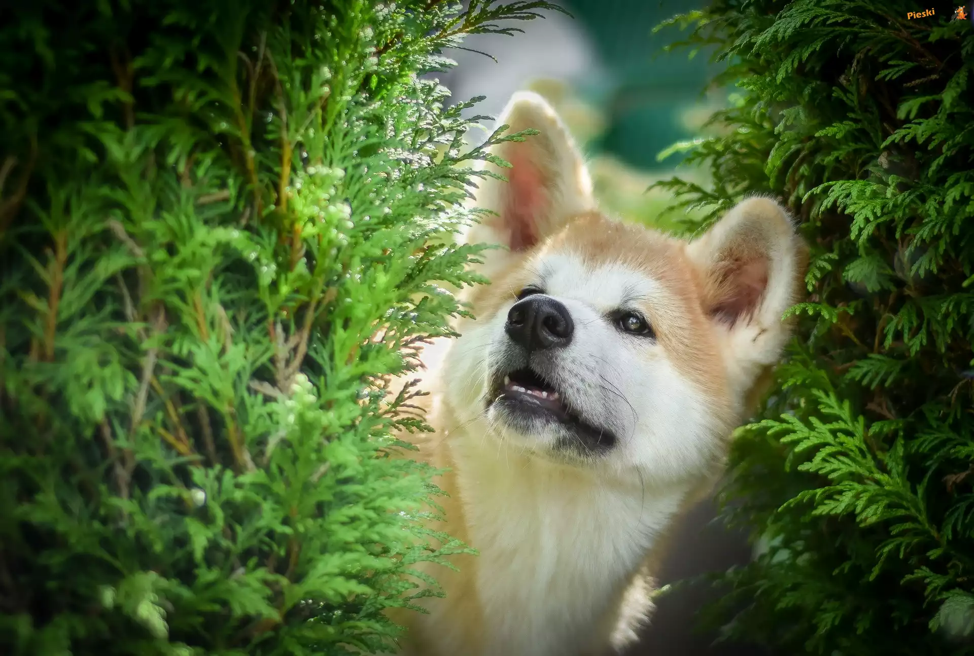 Zielone, Pies, Akita inu, Gałązki