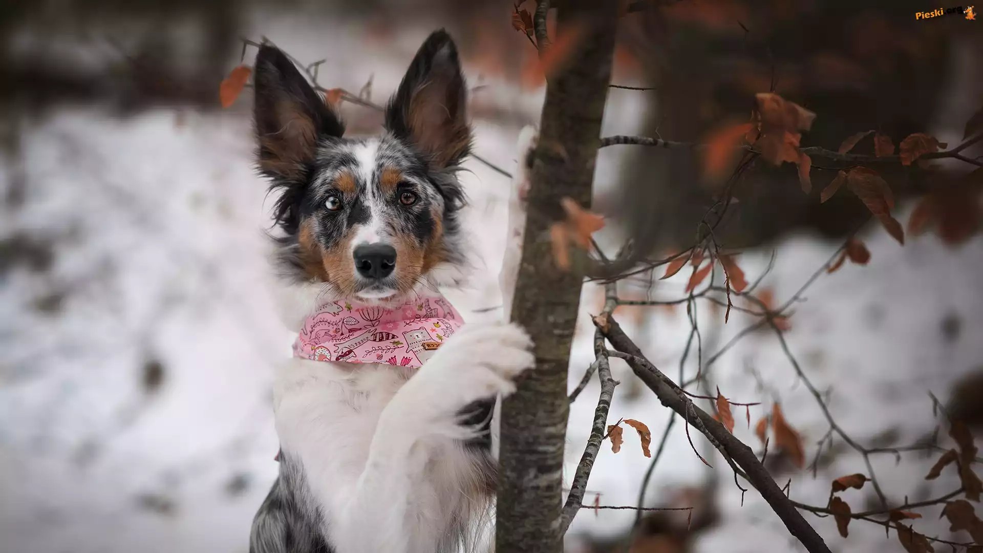 Drzewo, Pies, Border collie, Zima