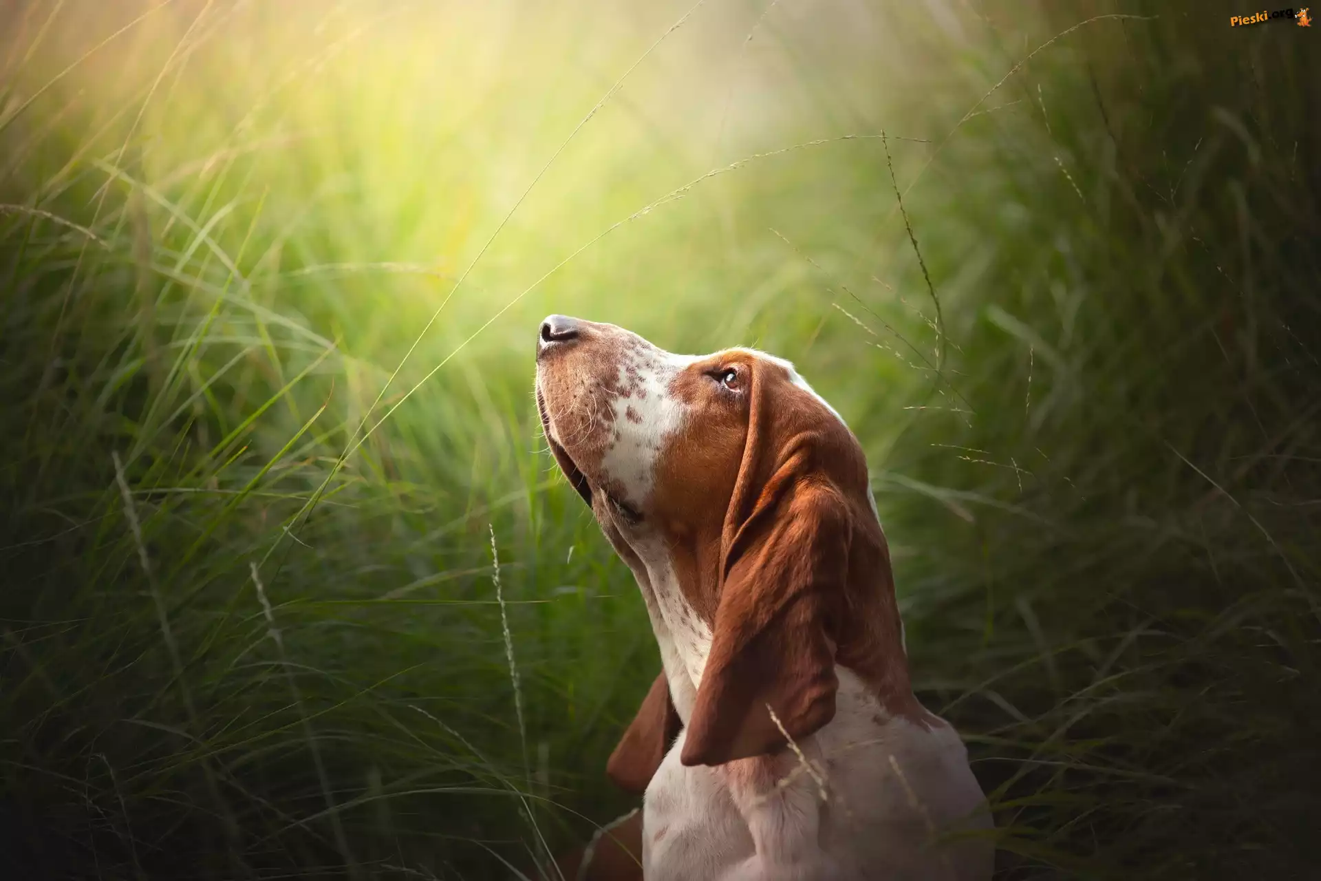 Głowa, Basset hound, Pies, Uniesiona, Trawa