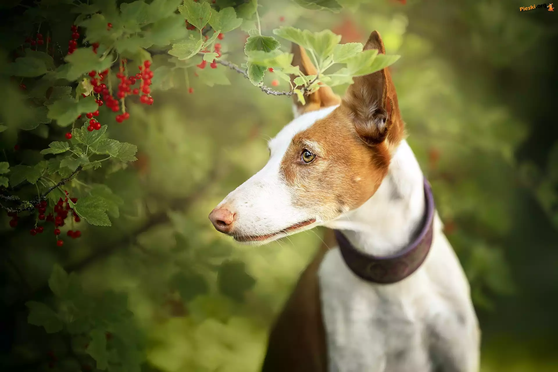 Gałązki, Basenji, Pies, Krzew, Porzeczki