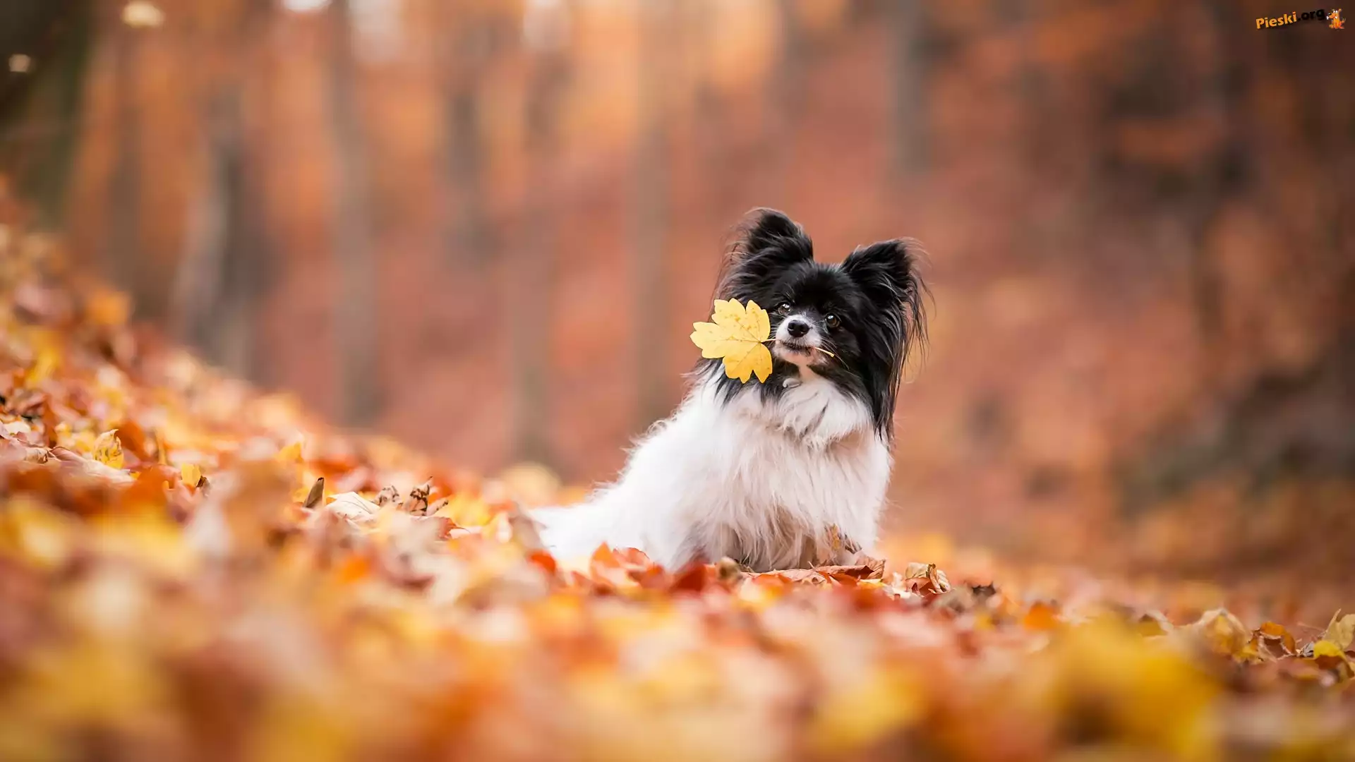 Rozmyte, Spaniel kontynentalny miniaturowy Papillon, Pies, Liście, Tło