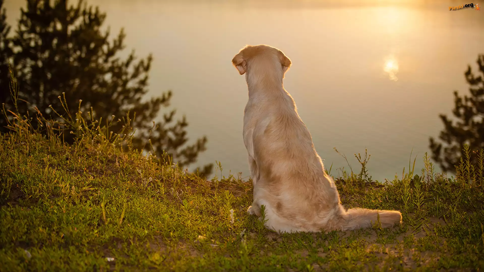 Golden retriever, Siedzący, Pies, Jezioro