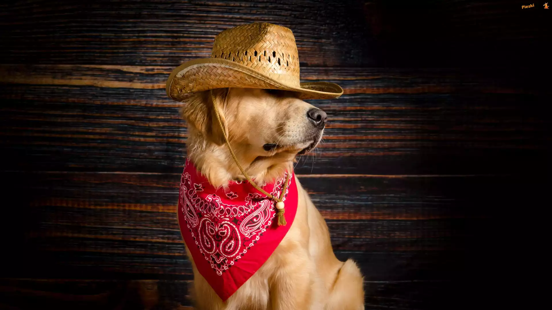 Czerwona, Golden retriver, Pies, Kapelusz, Apaszka