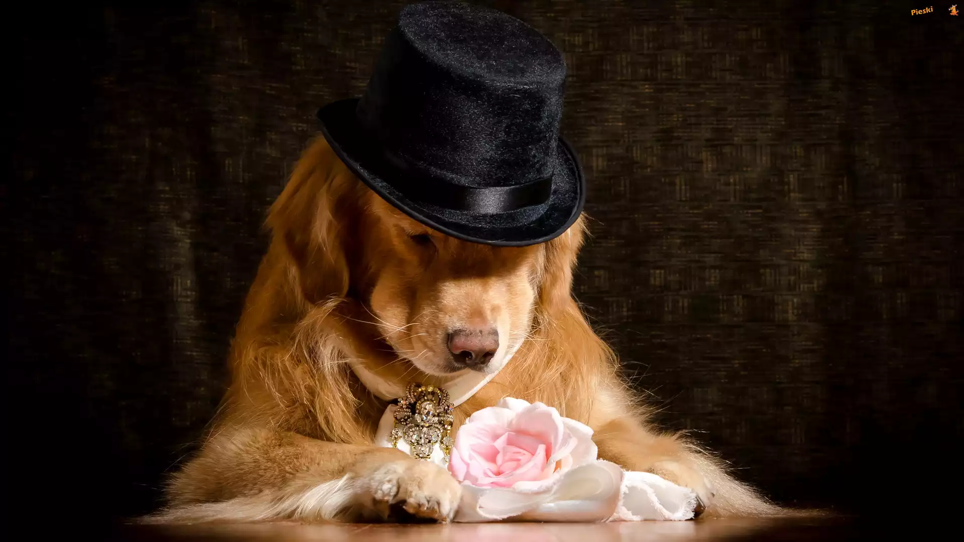 Kapelusz, Pies, Golden retriever, Róża
